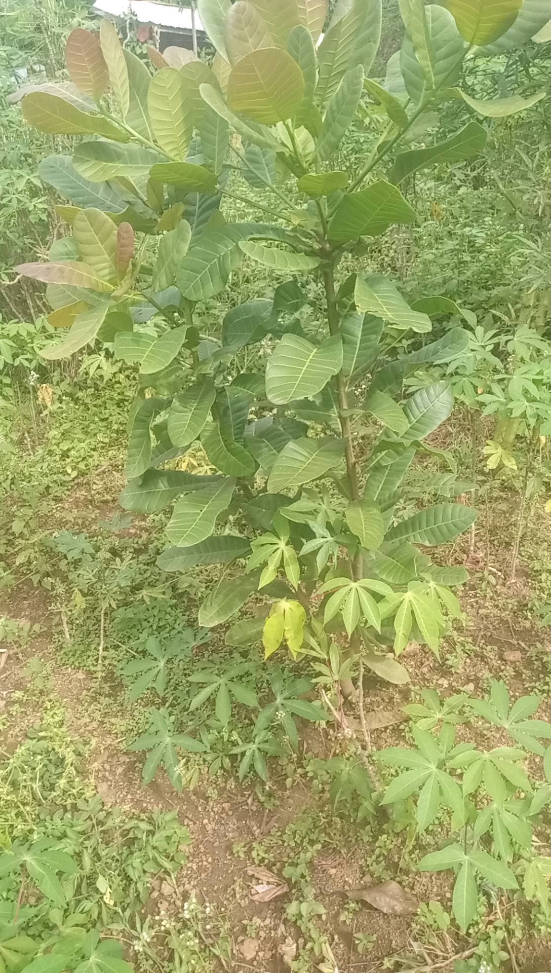 tree