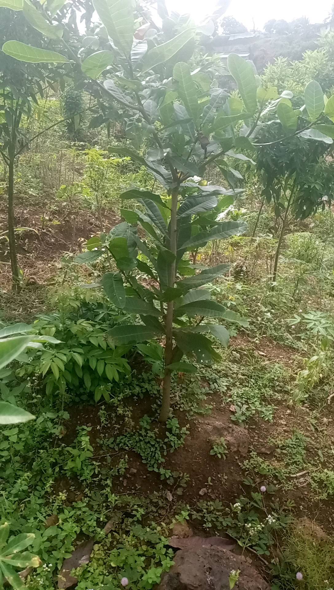 tree