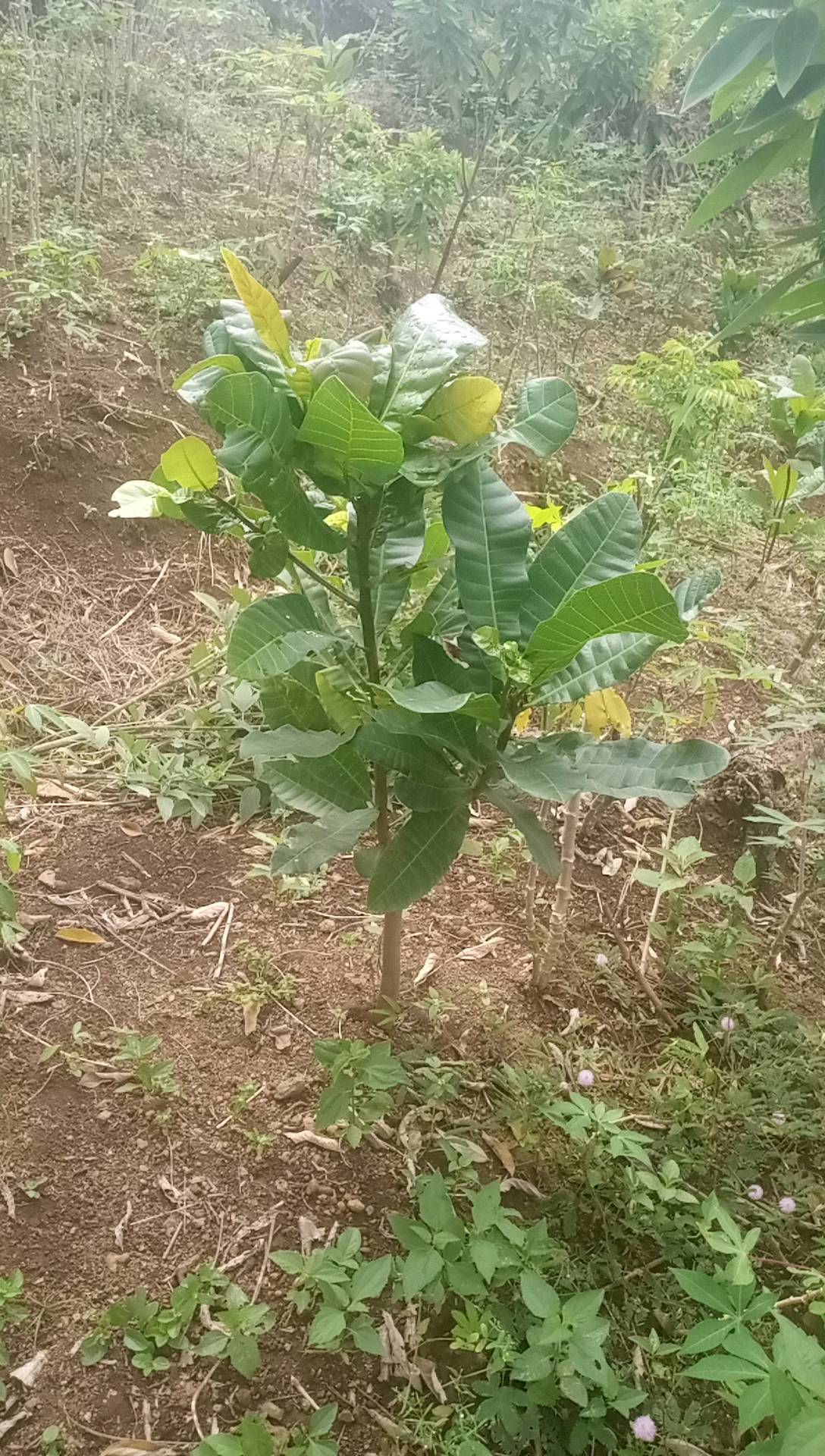 tree