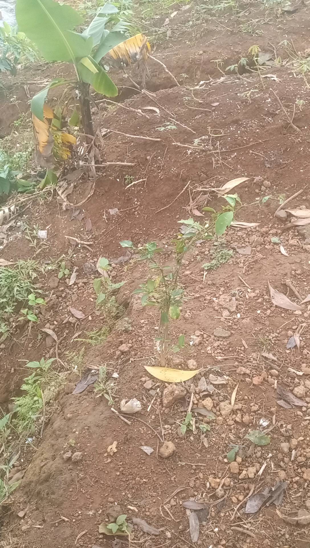 tree