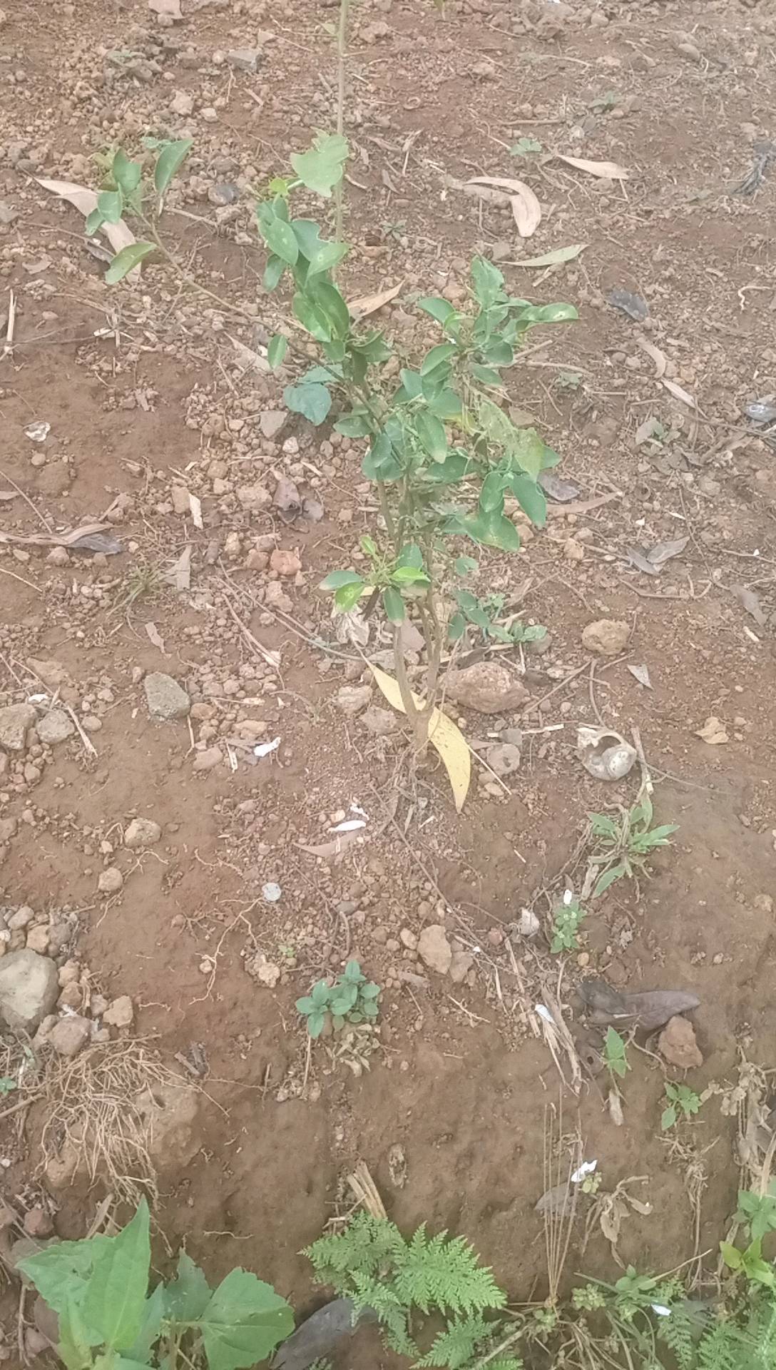tree