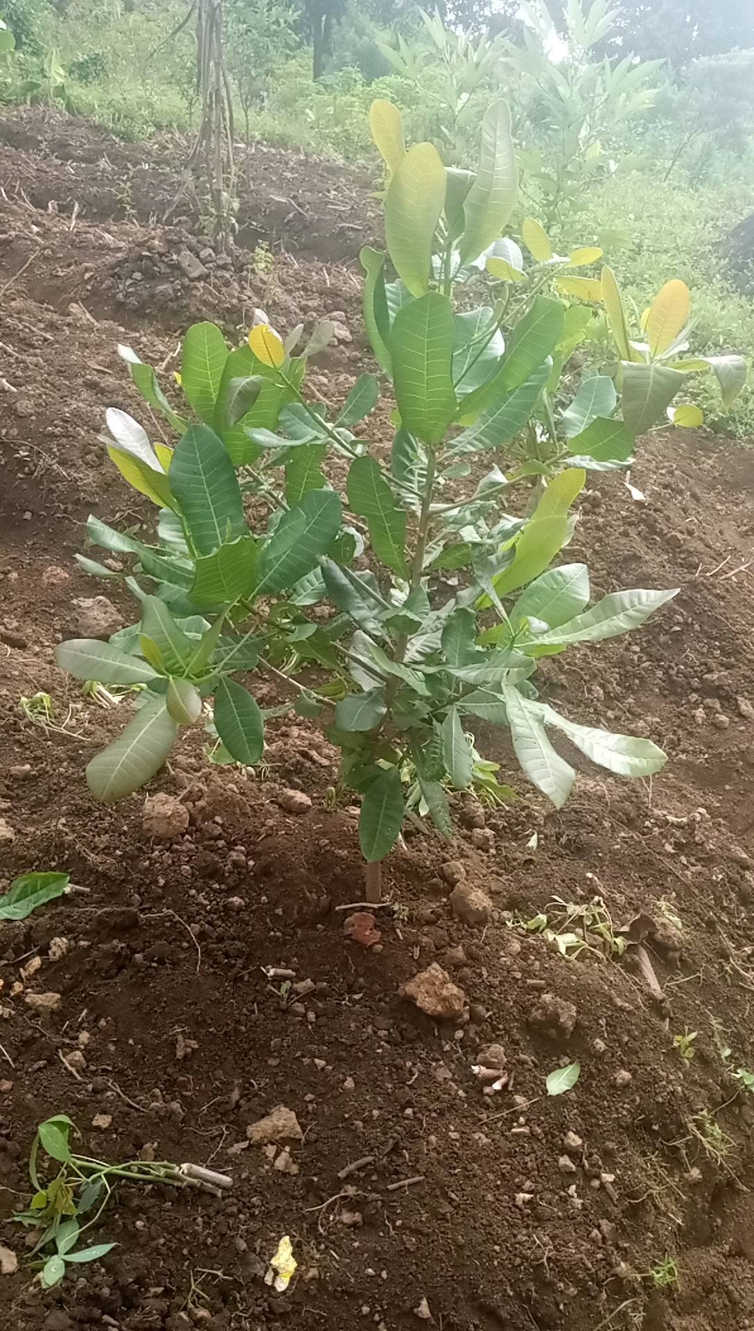 tree