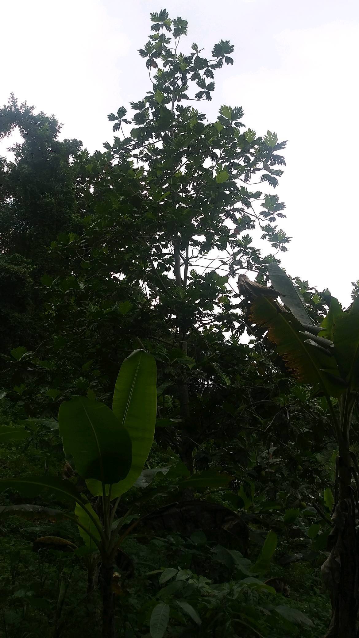 tree
