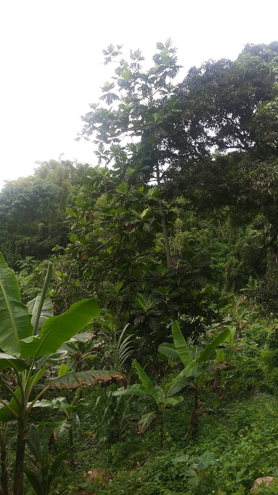 tree