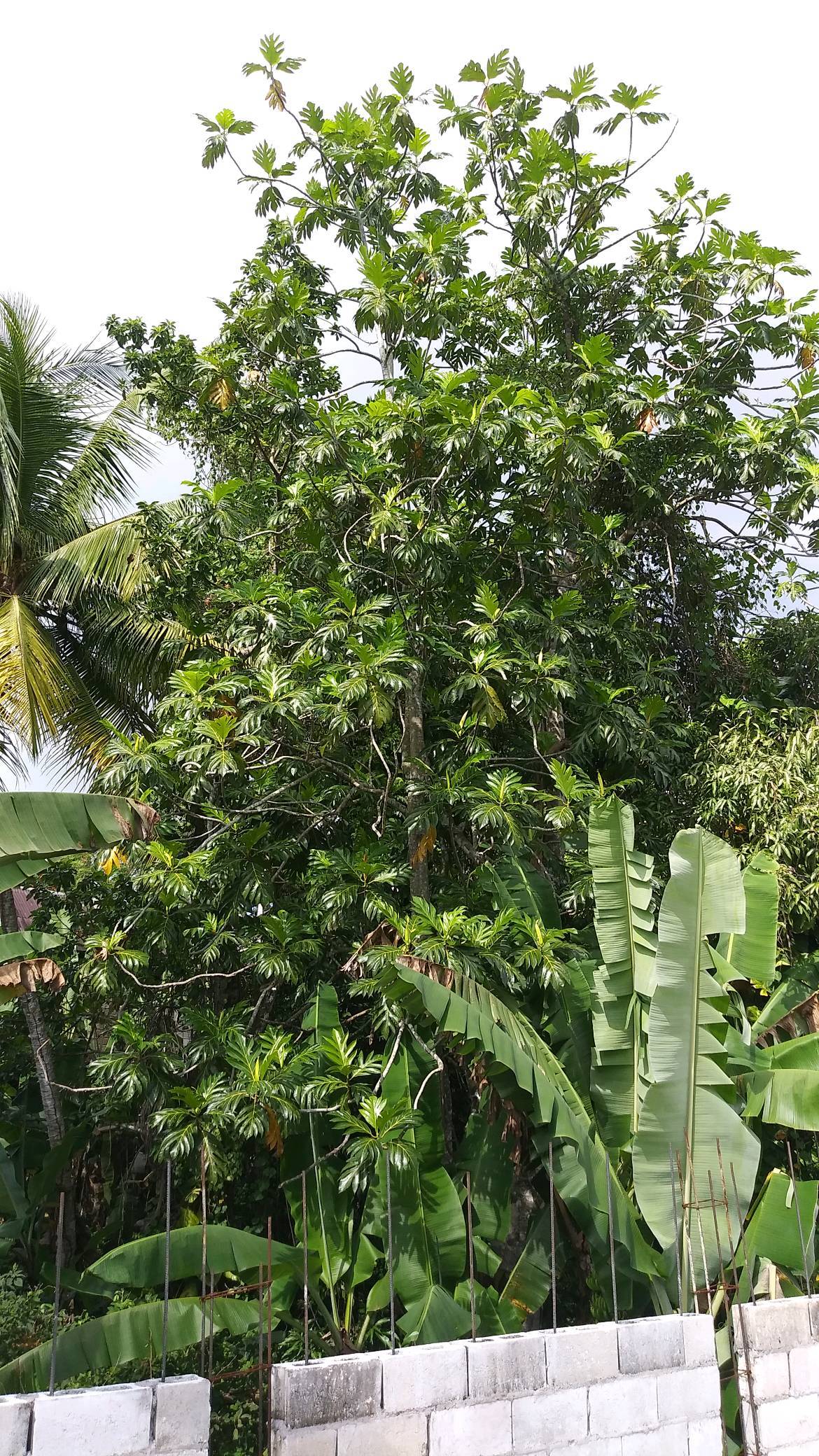 tree