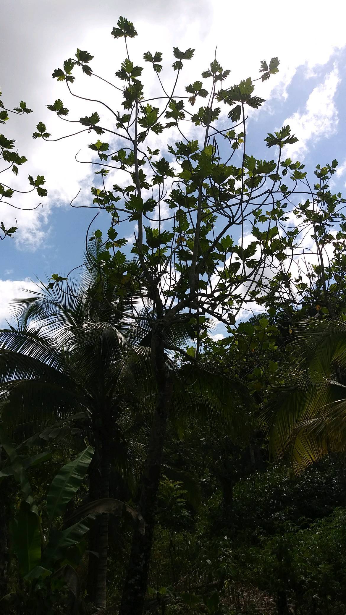 tree