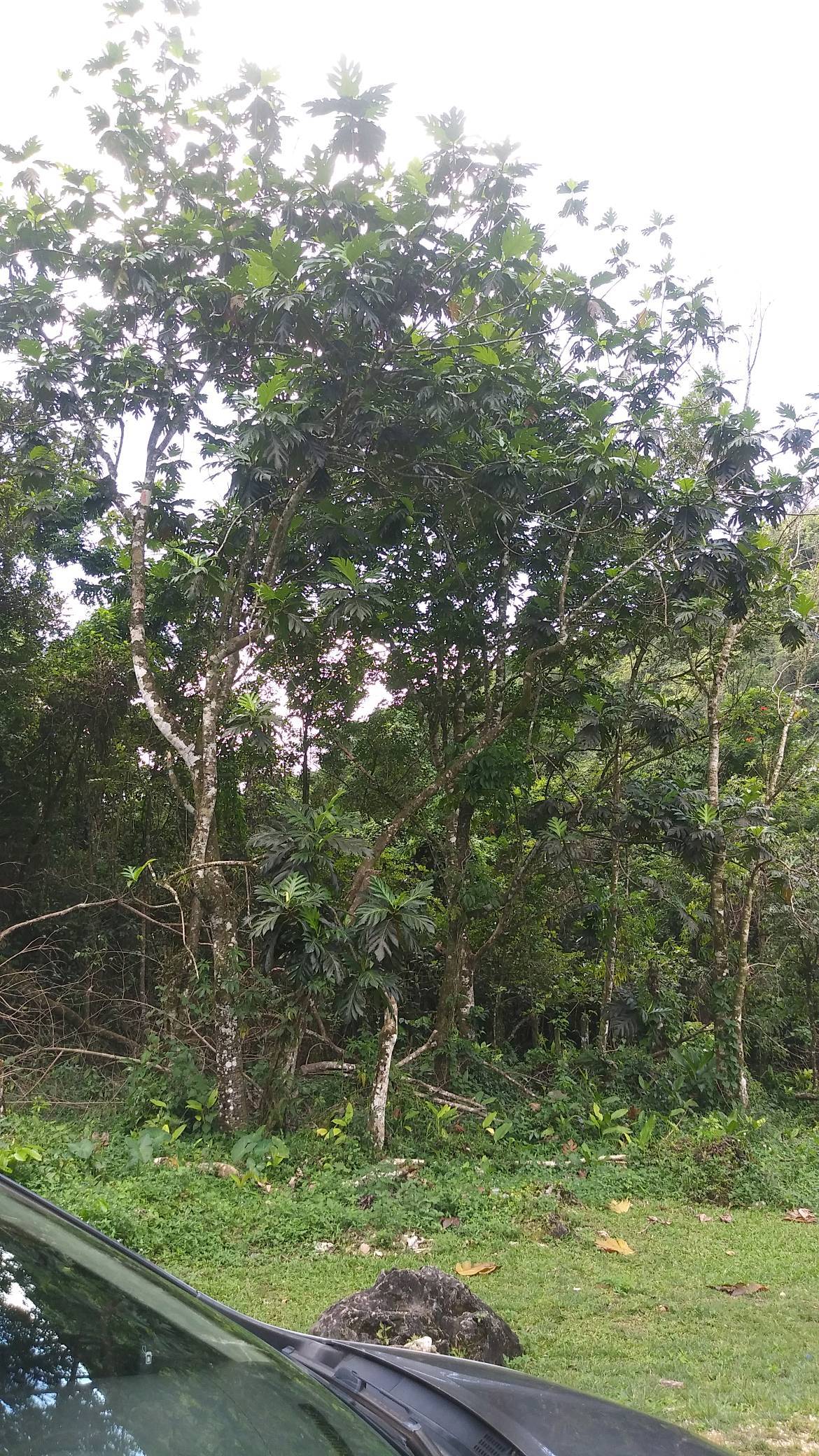 tree