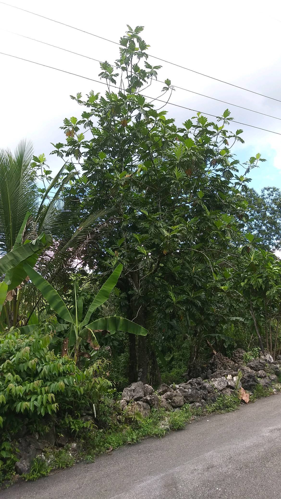 tree