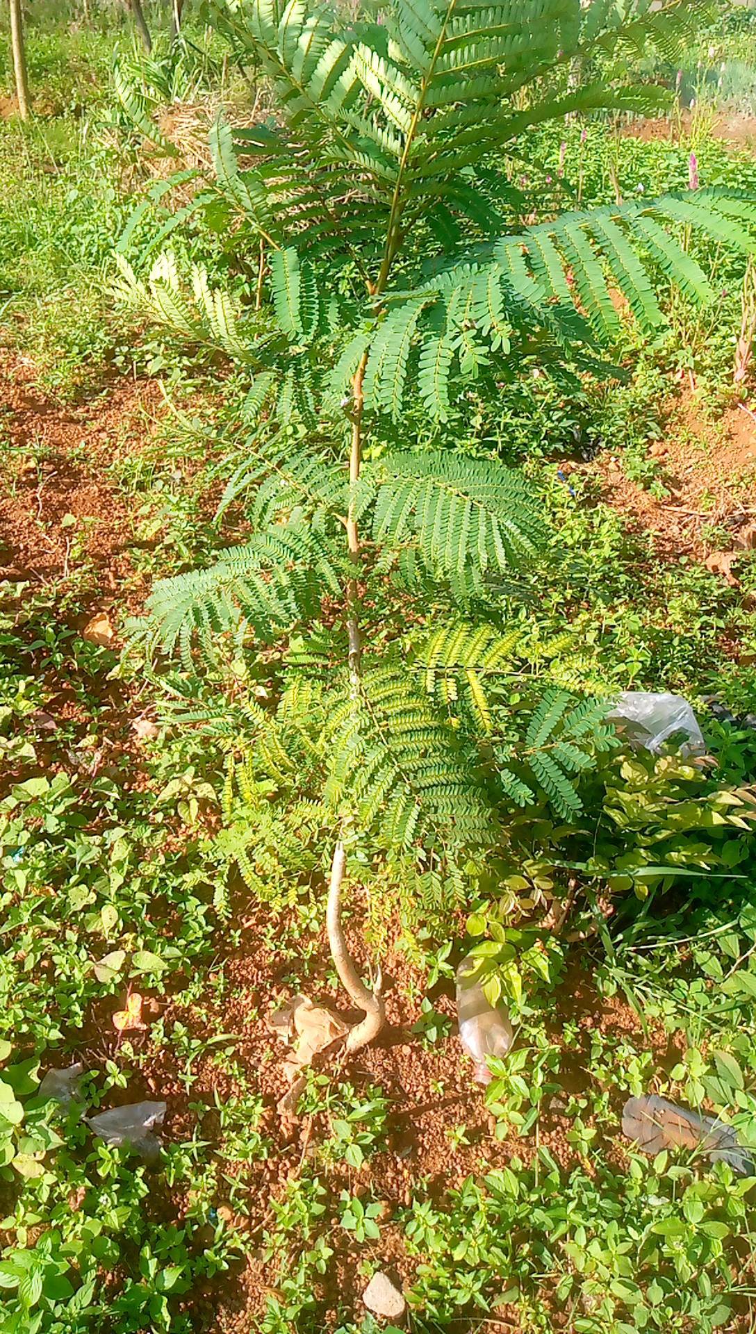 tree