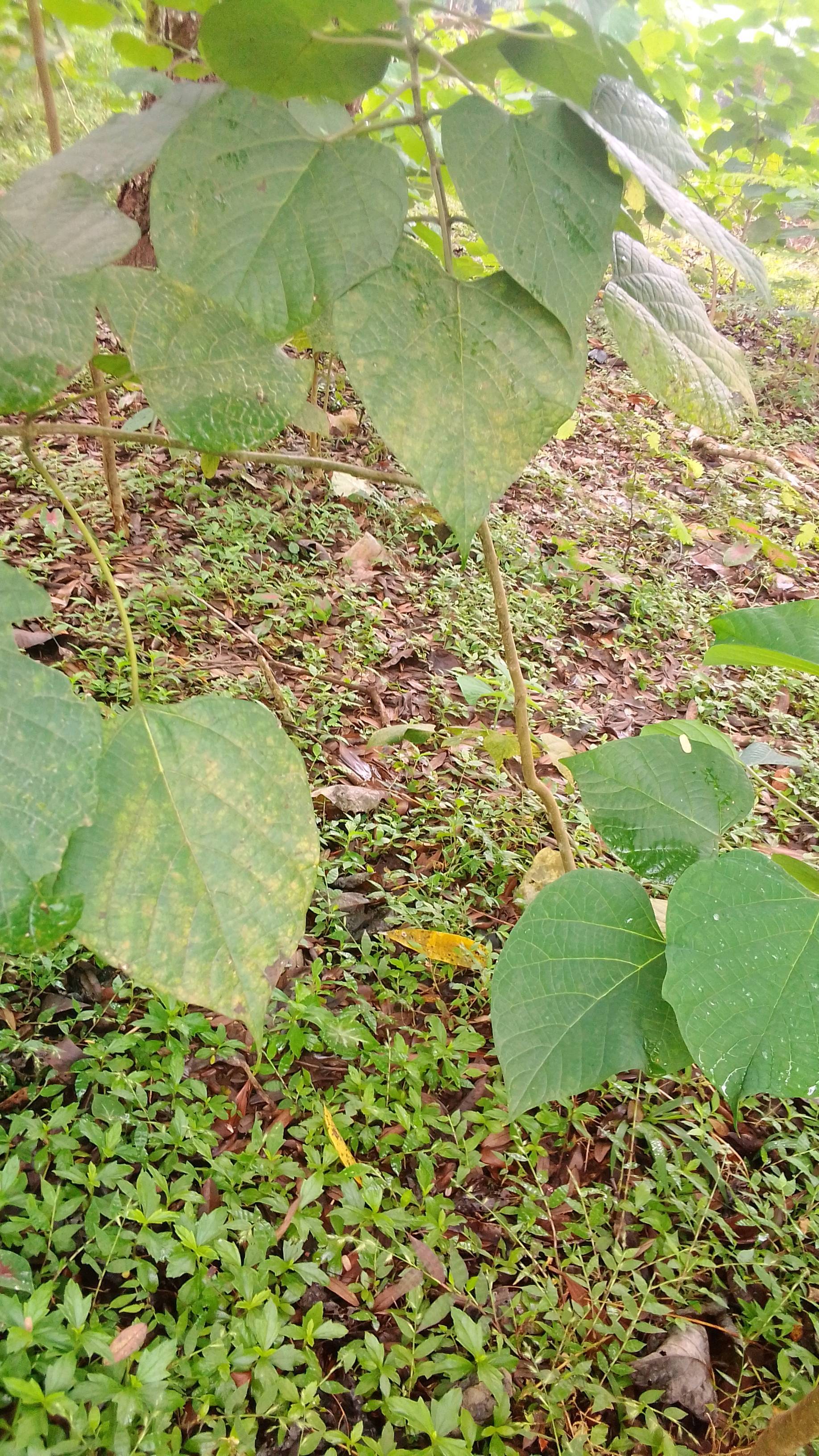 tree
