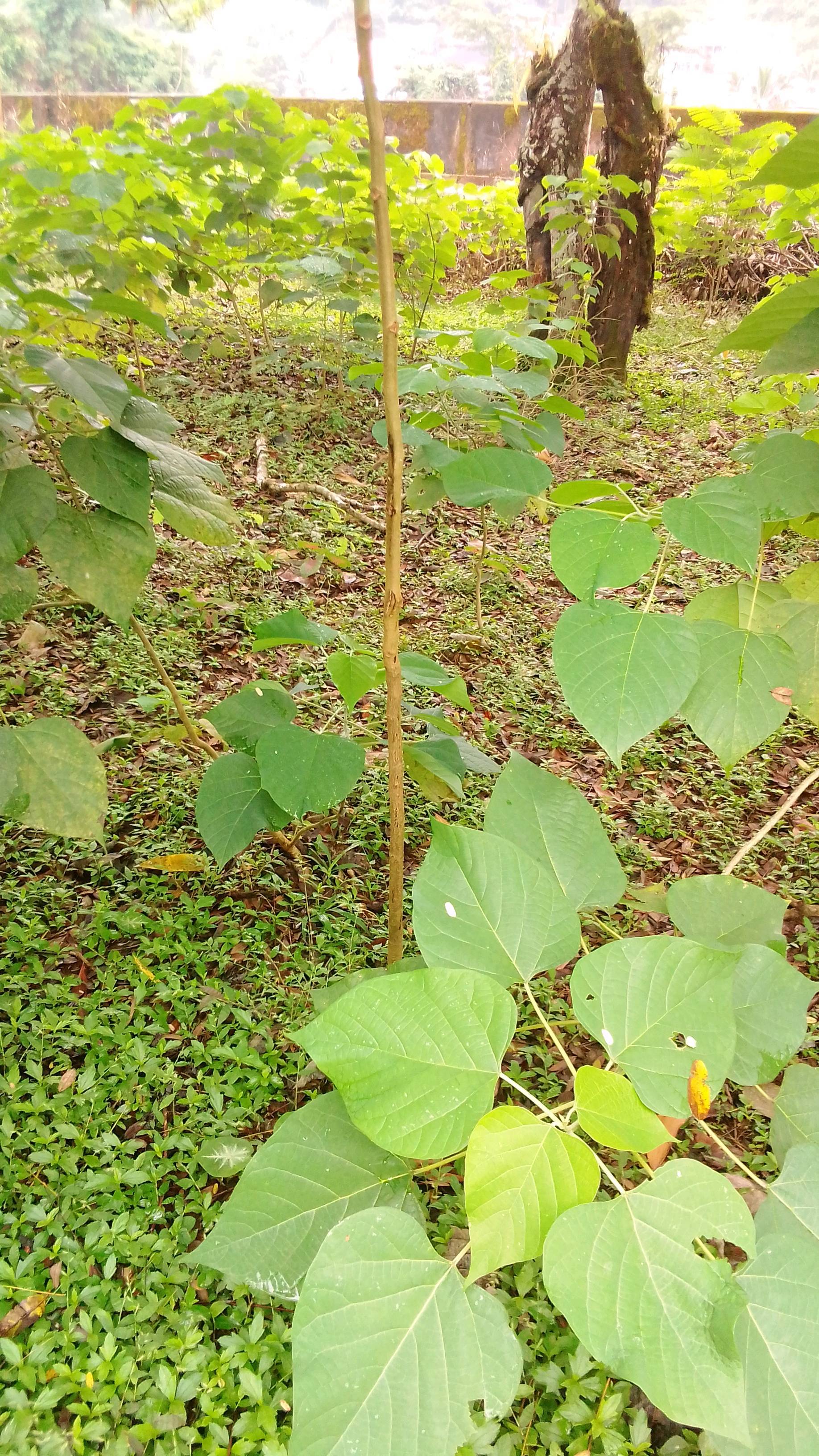 tree