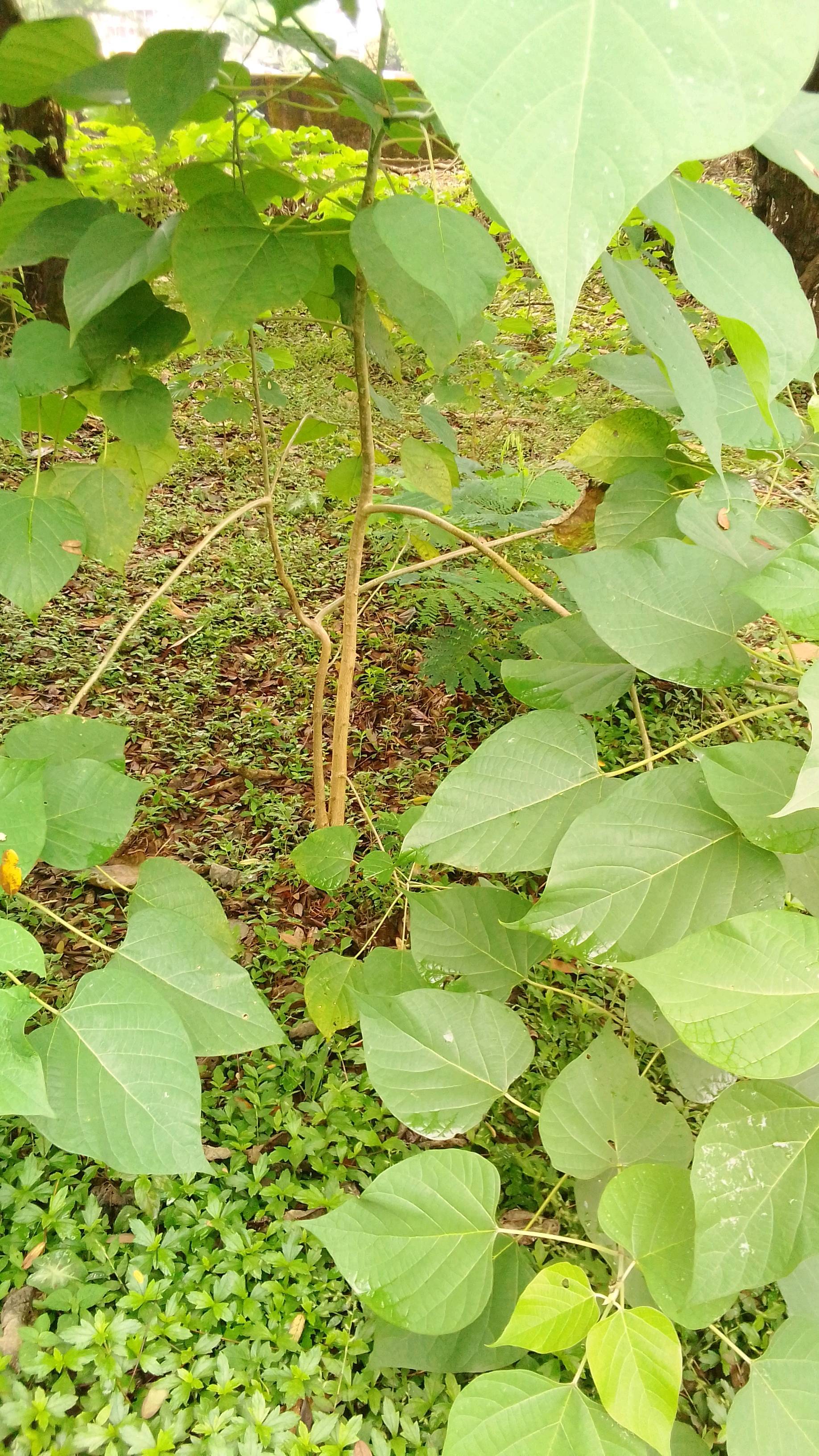 tree