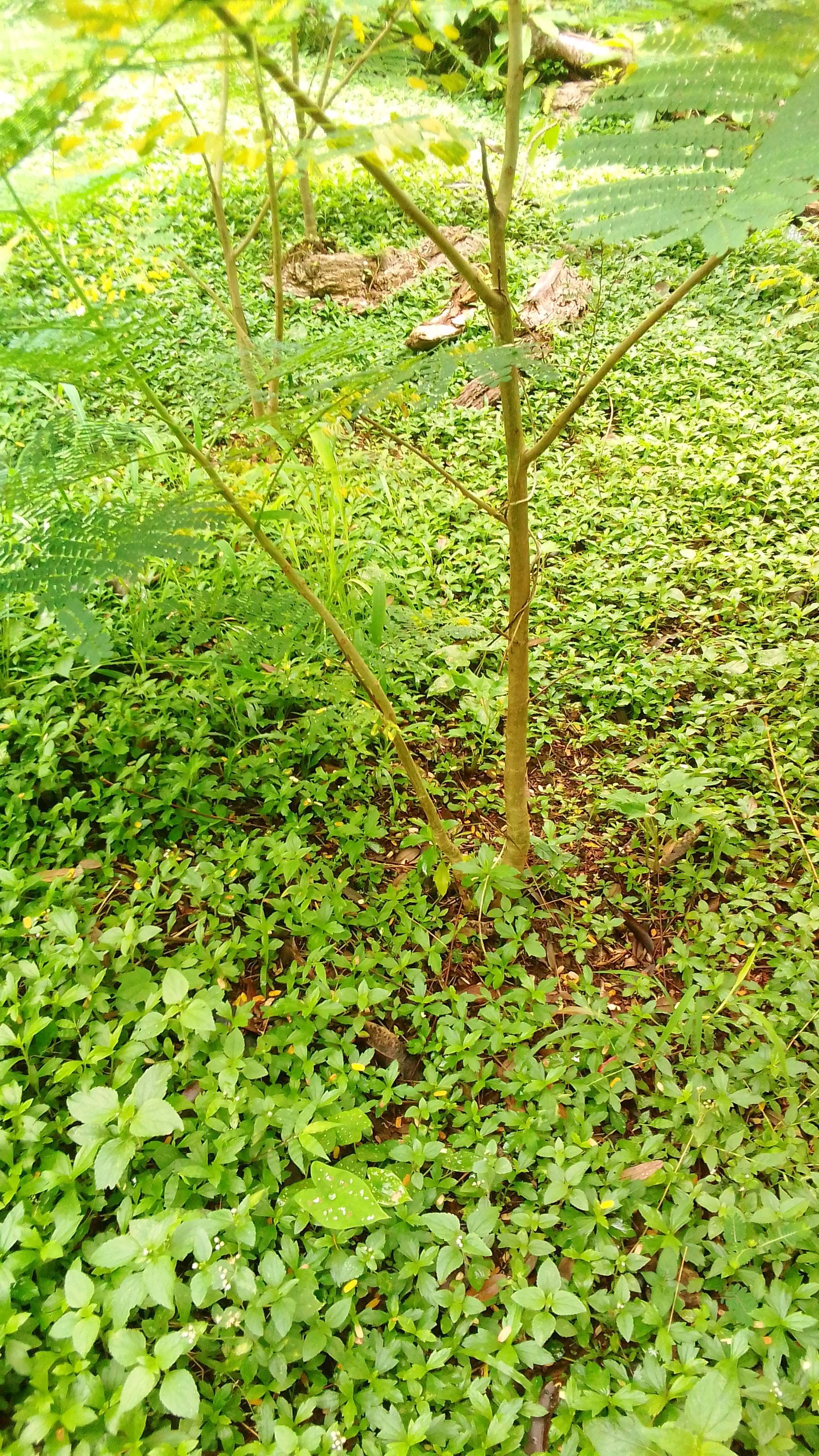 tree