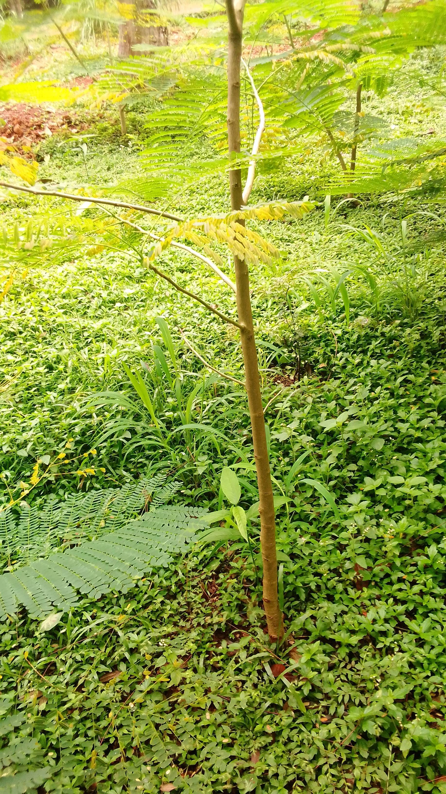 tree