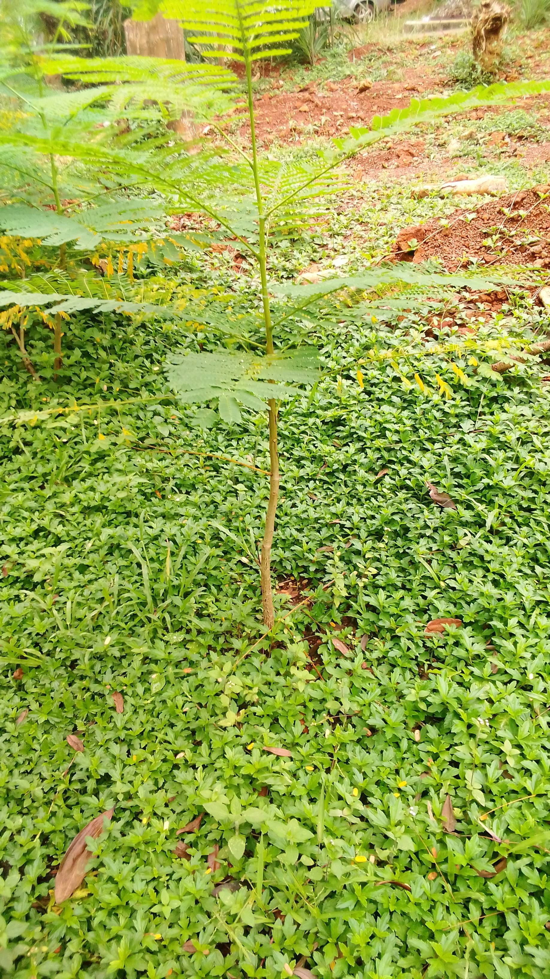 tree