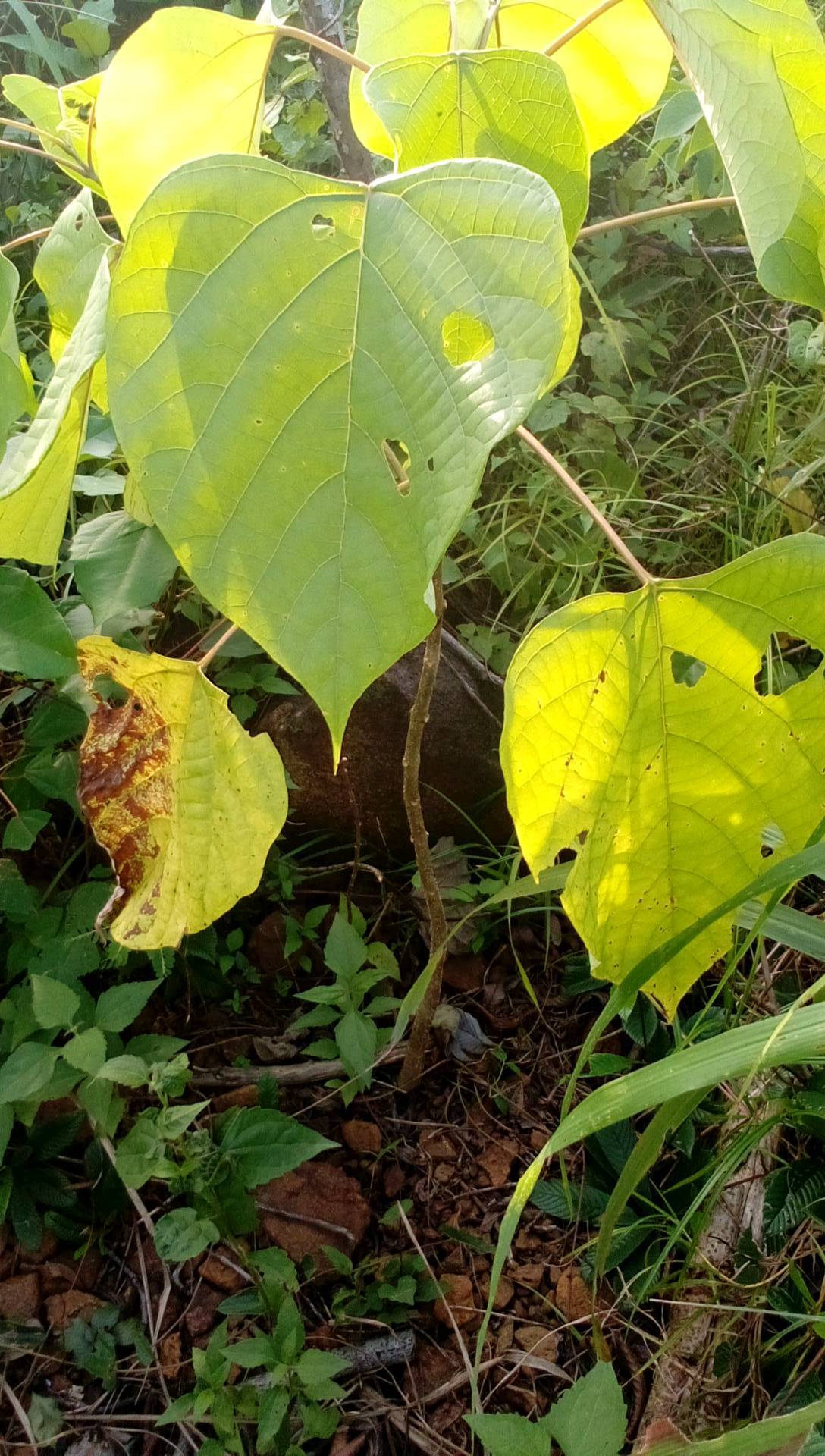 tree