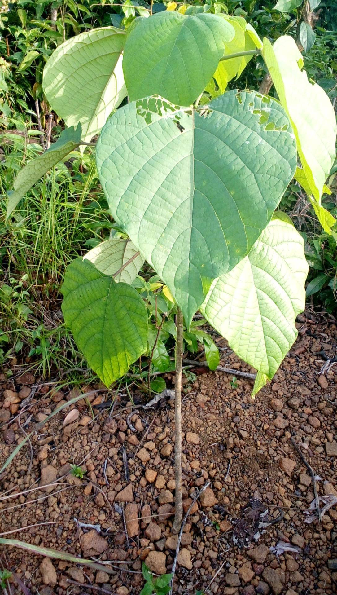 tree