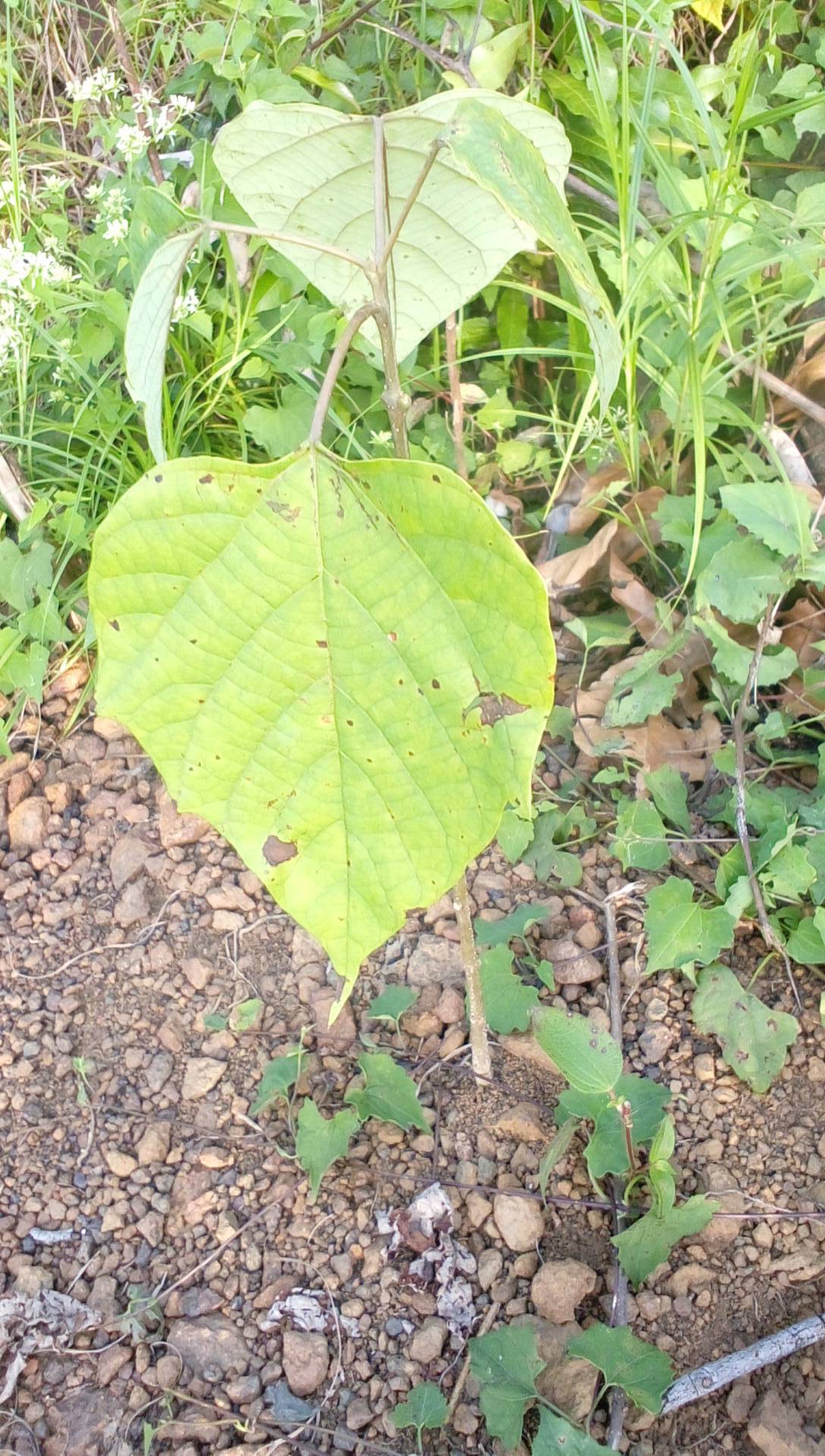 tree