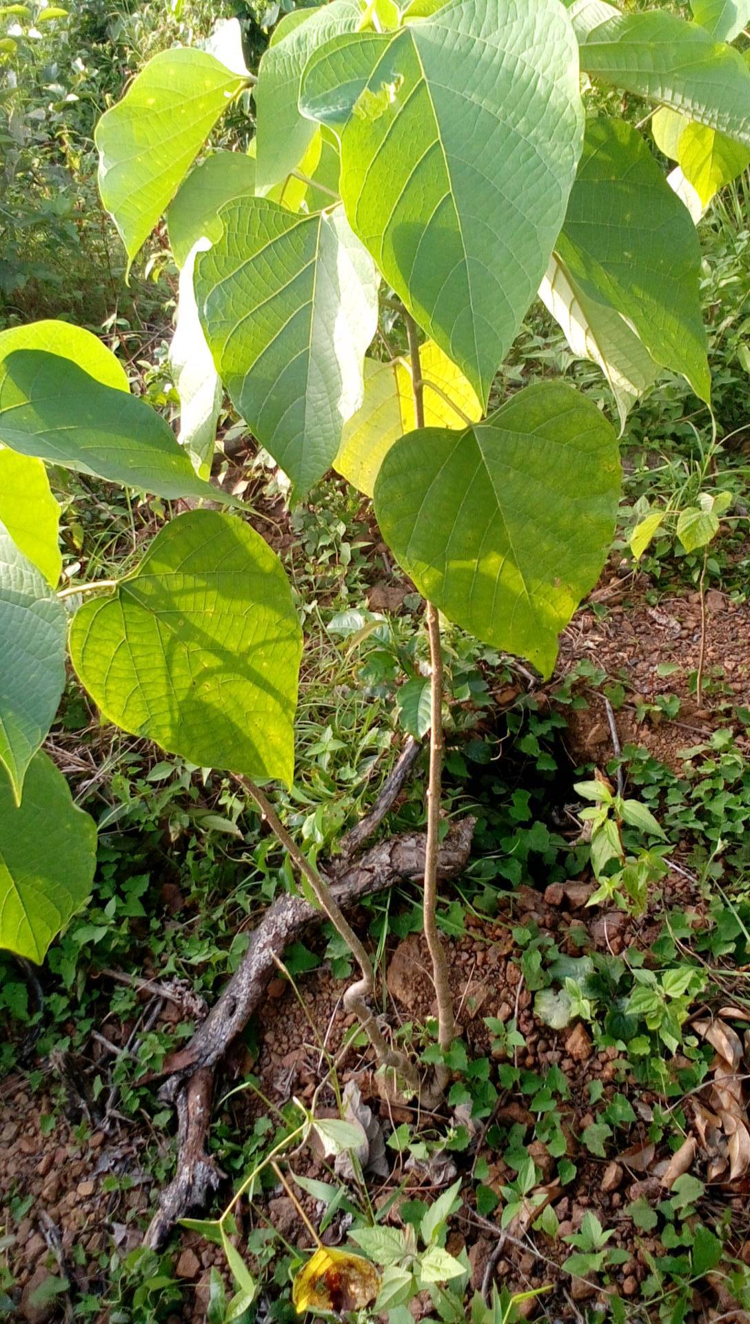 tree