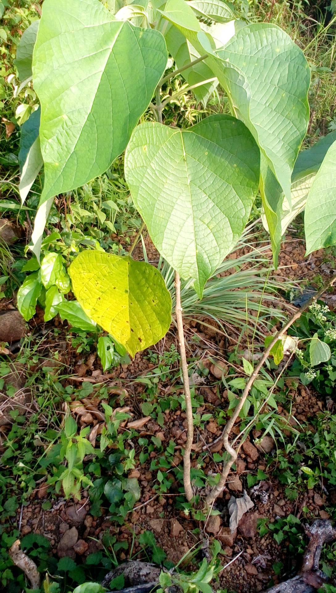tree