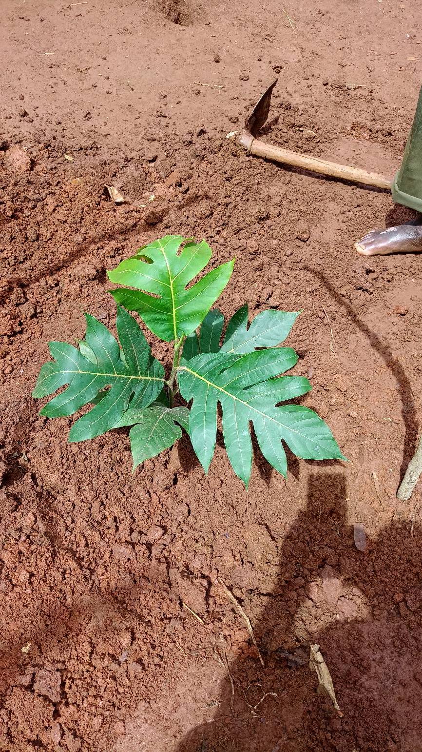 tree