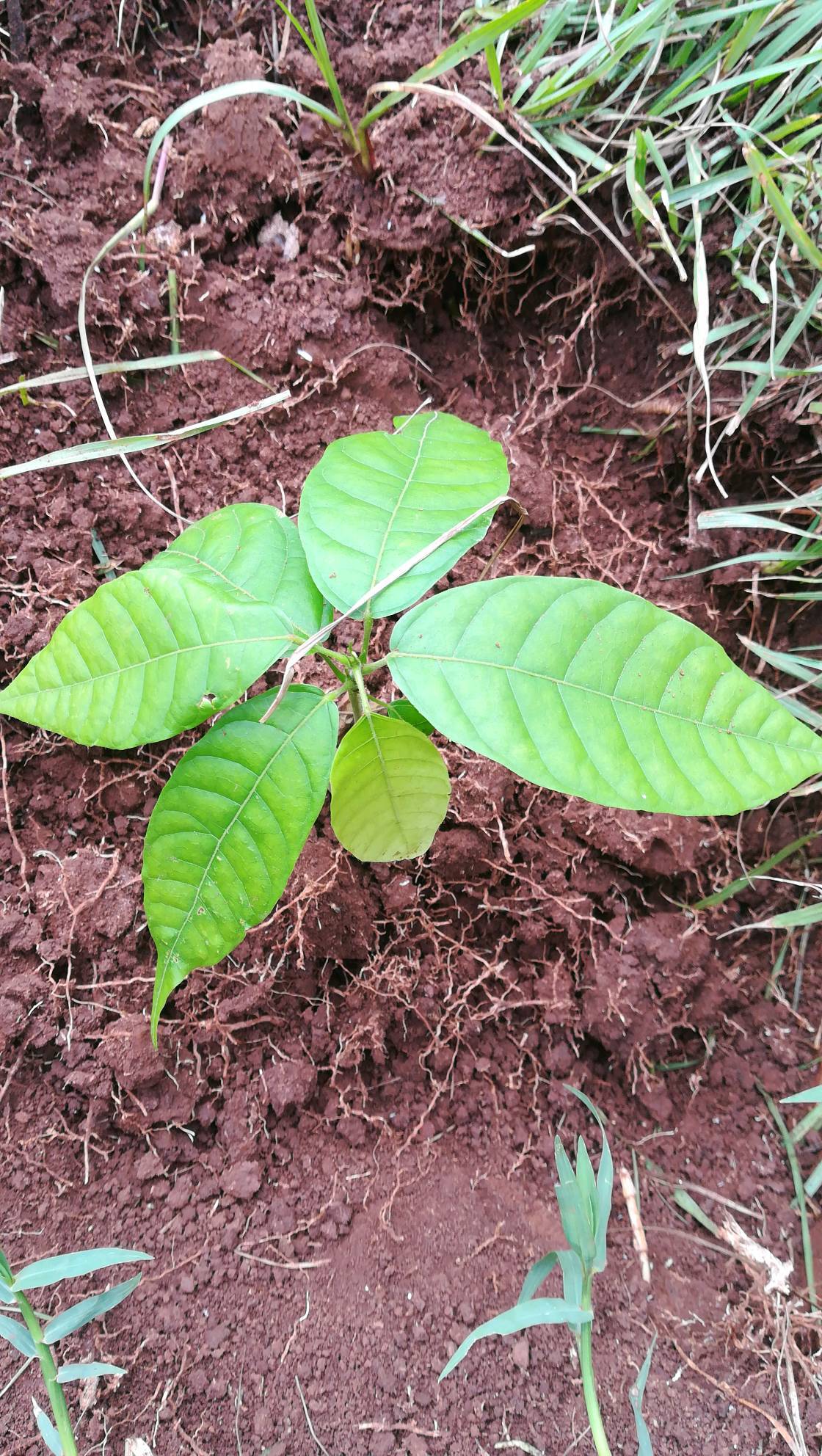 tree