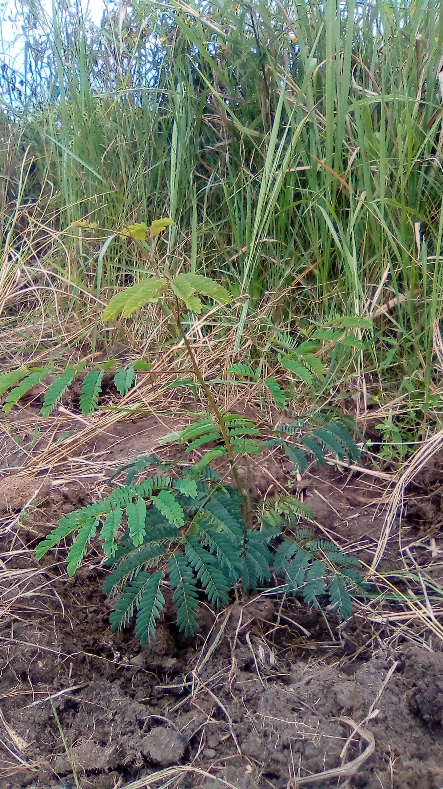 tree