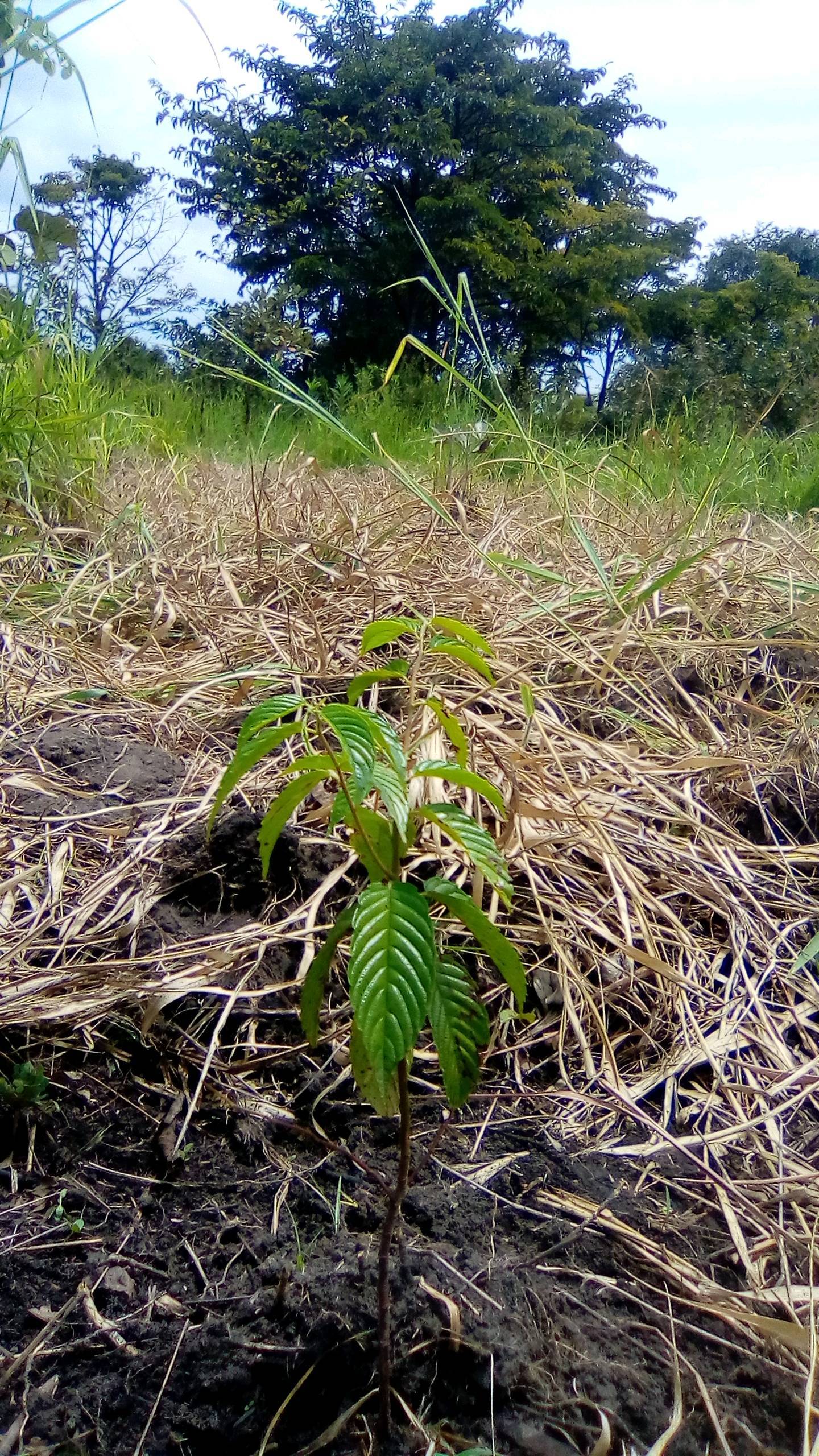tree