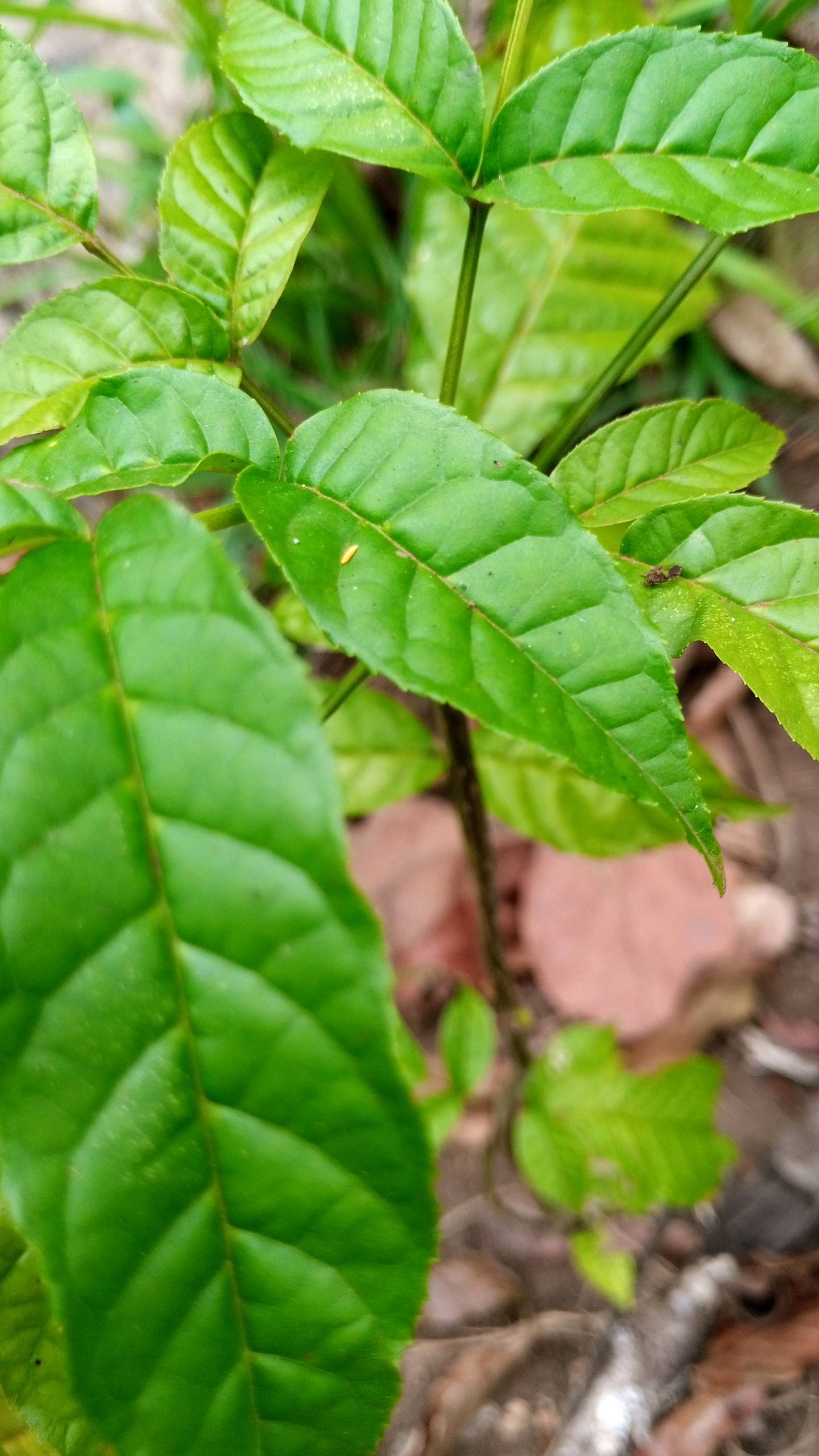 tree
