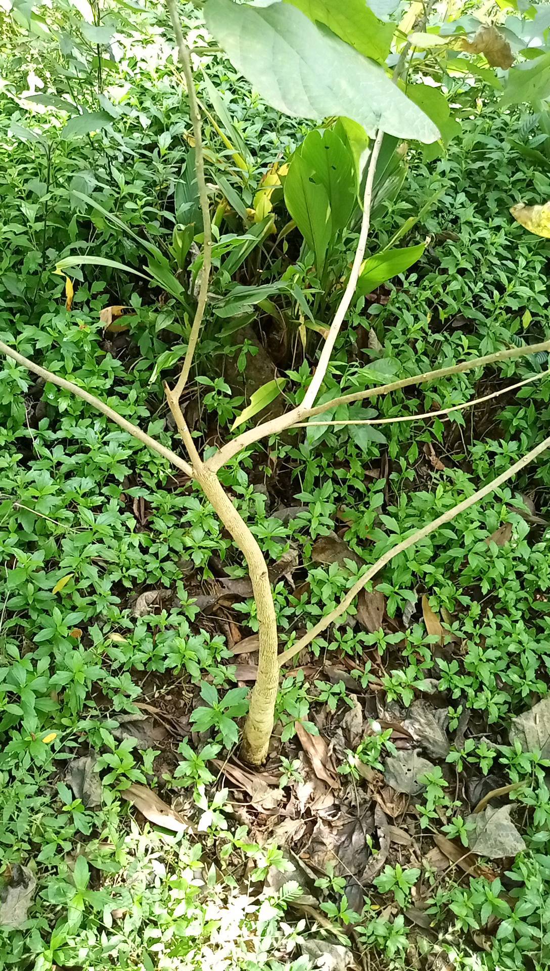 tree