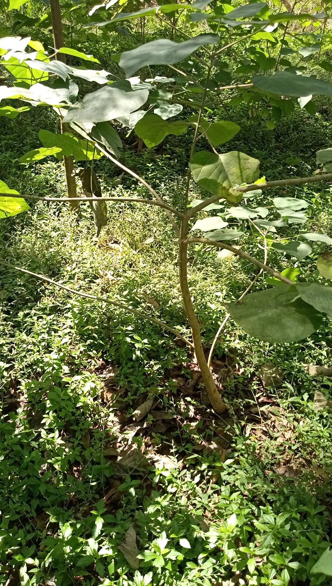 tree