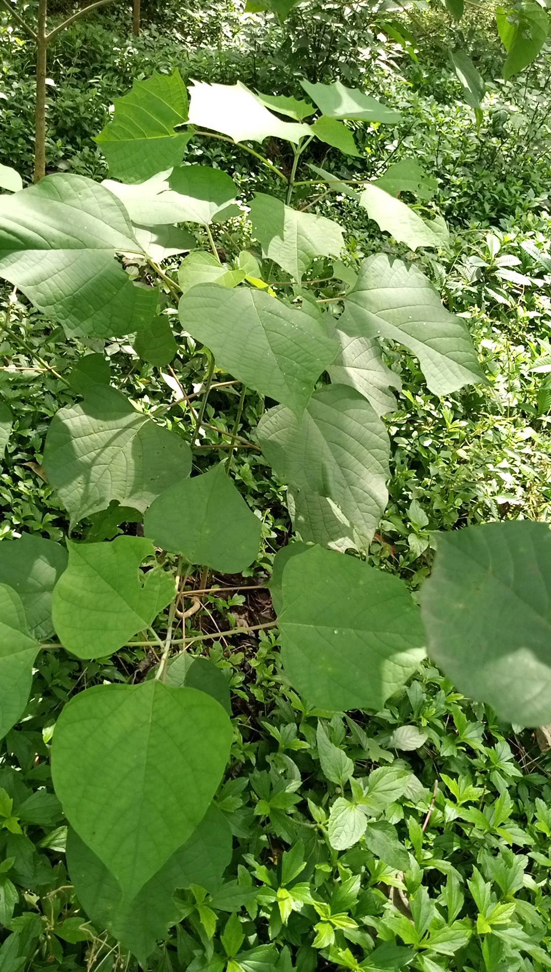 tree
