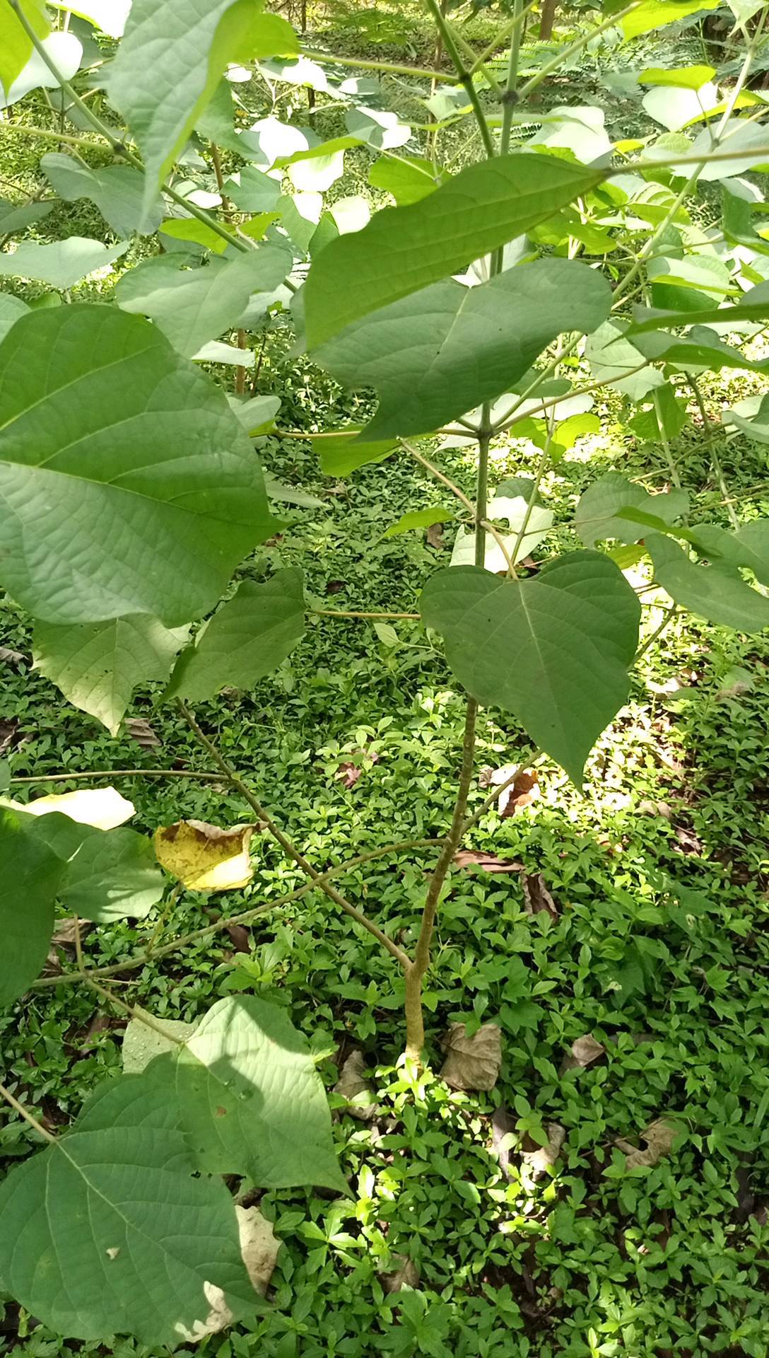 tree