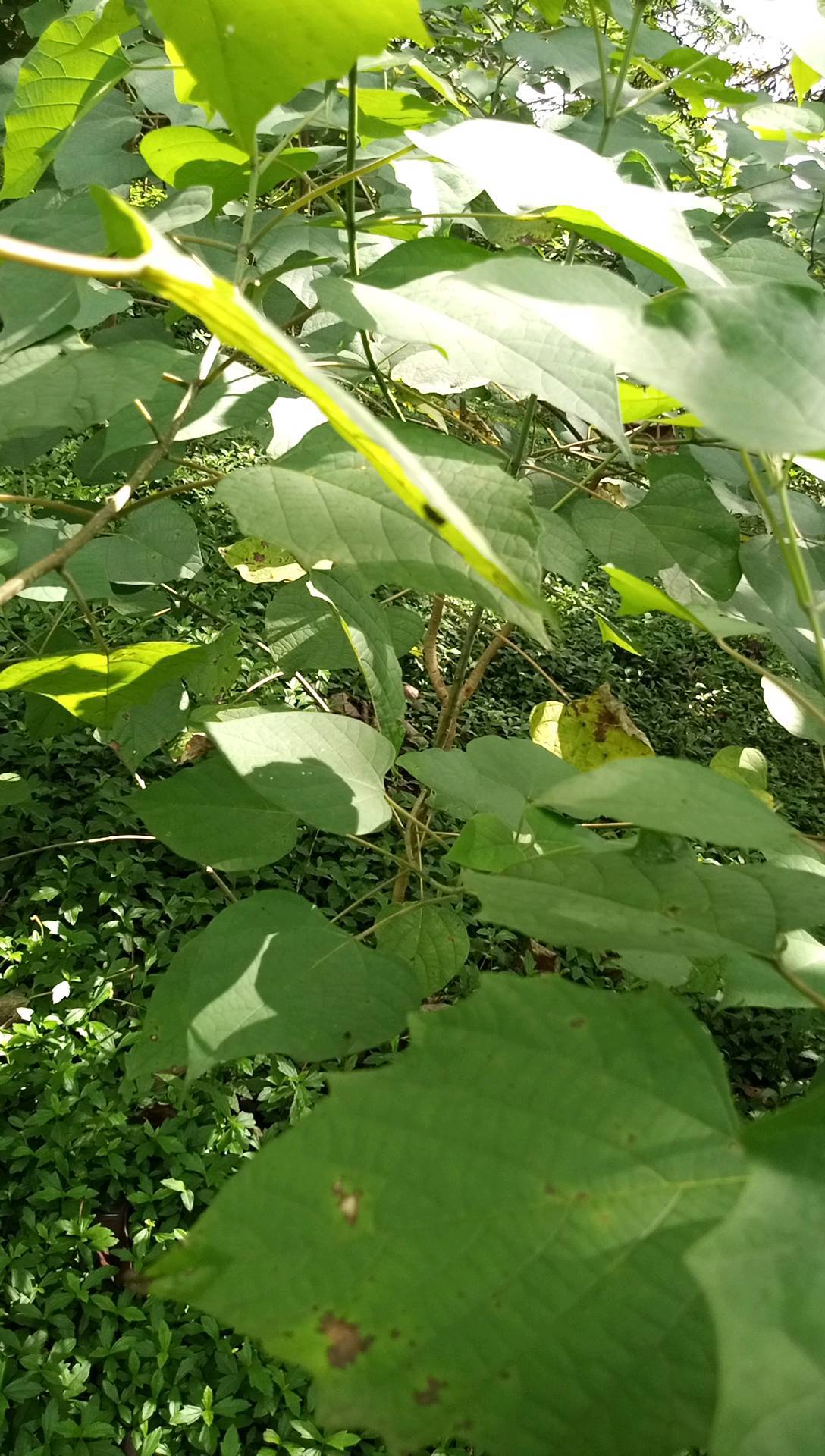 tree