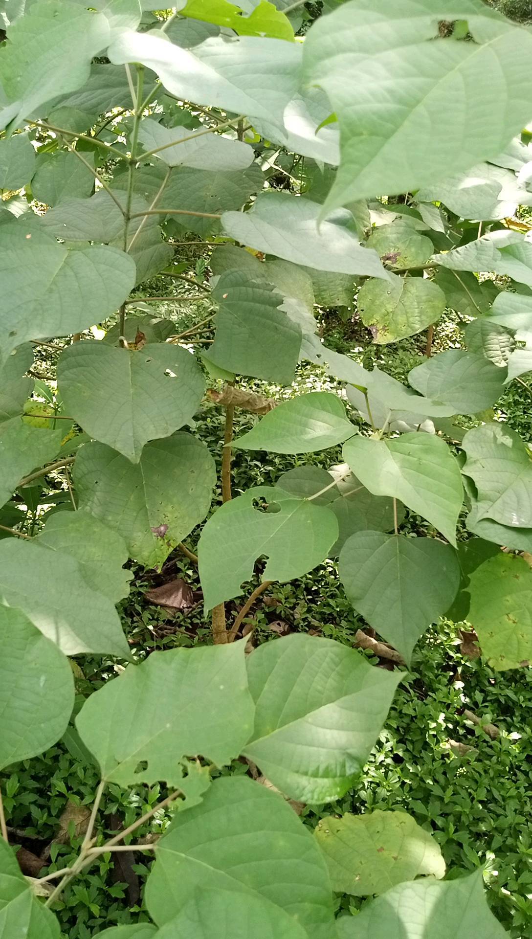 tree