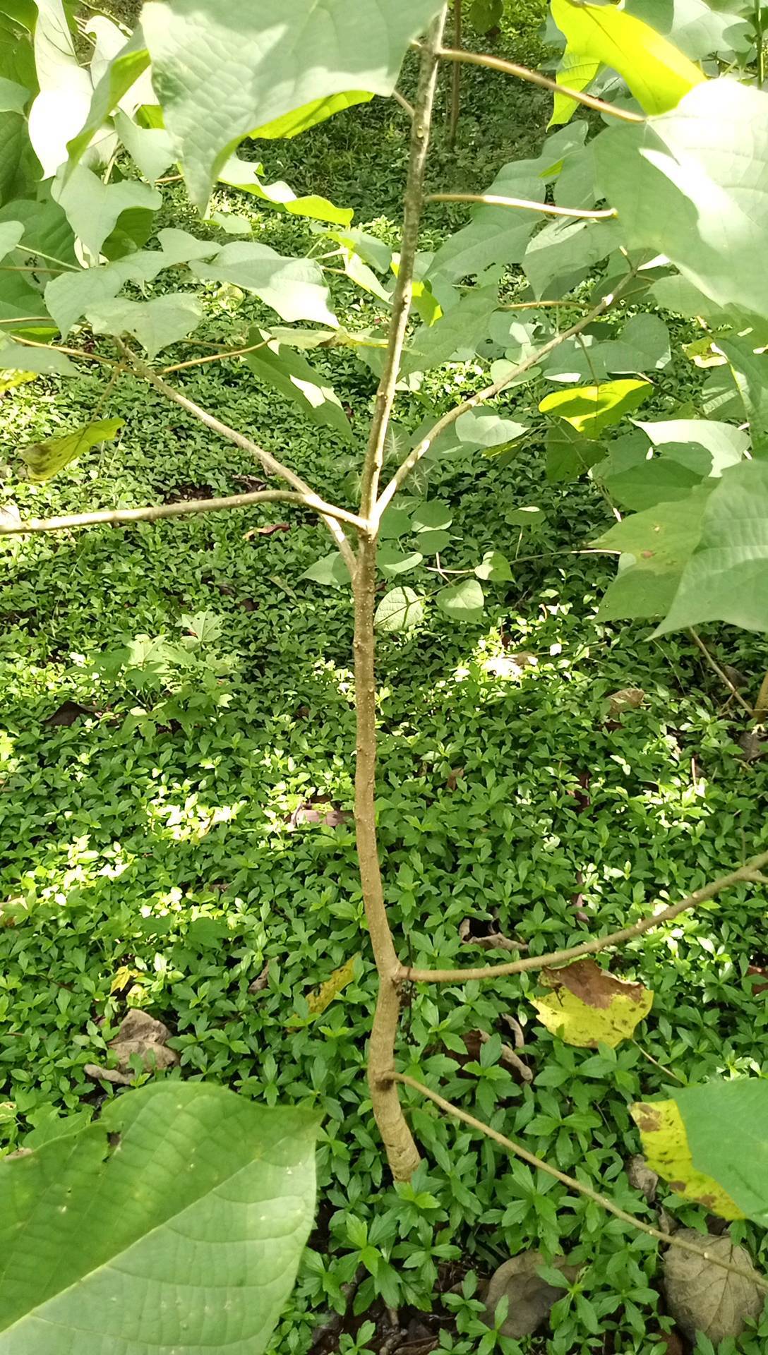 tree