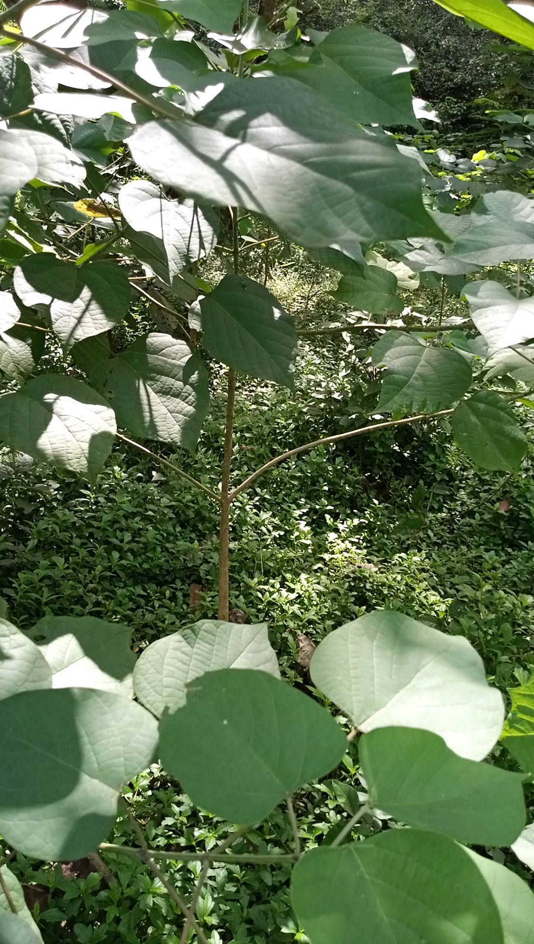 tree