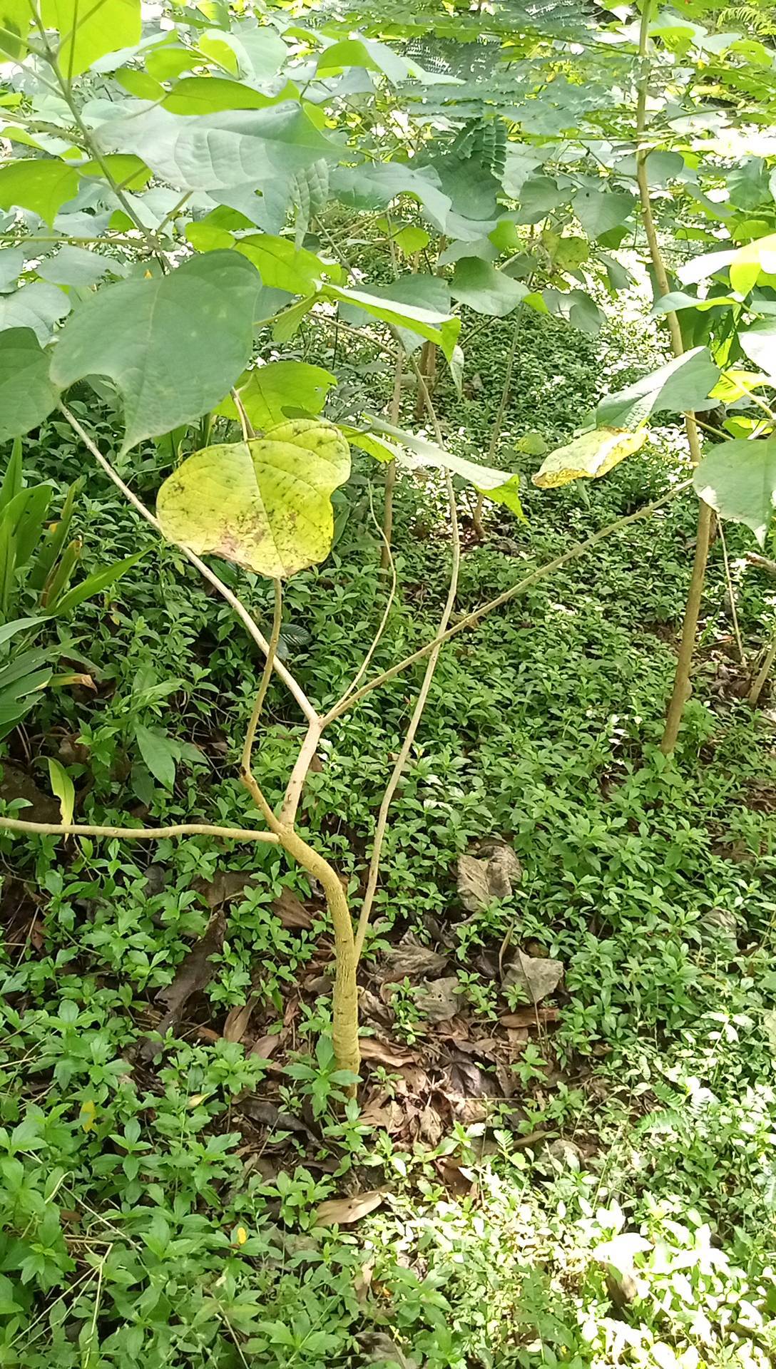 tree