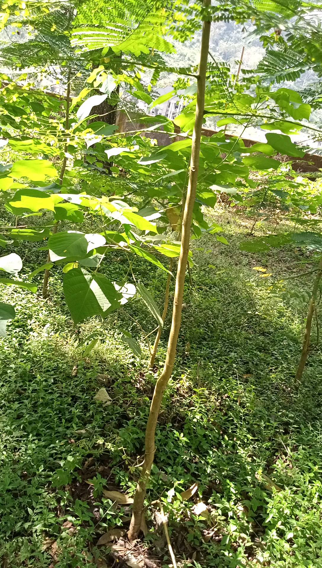 tree