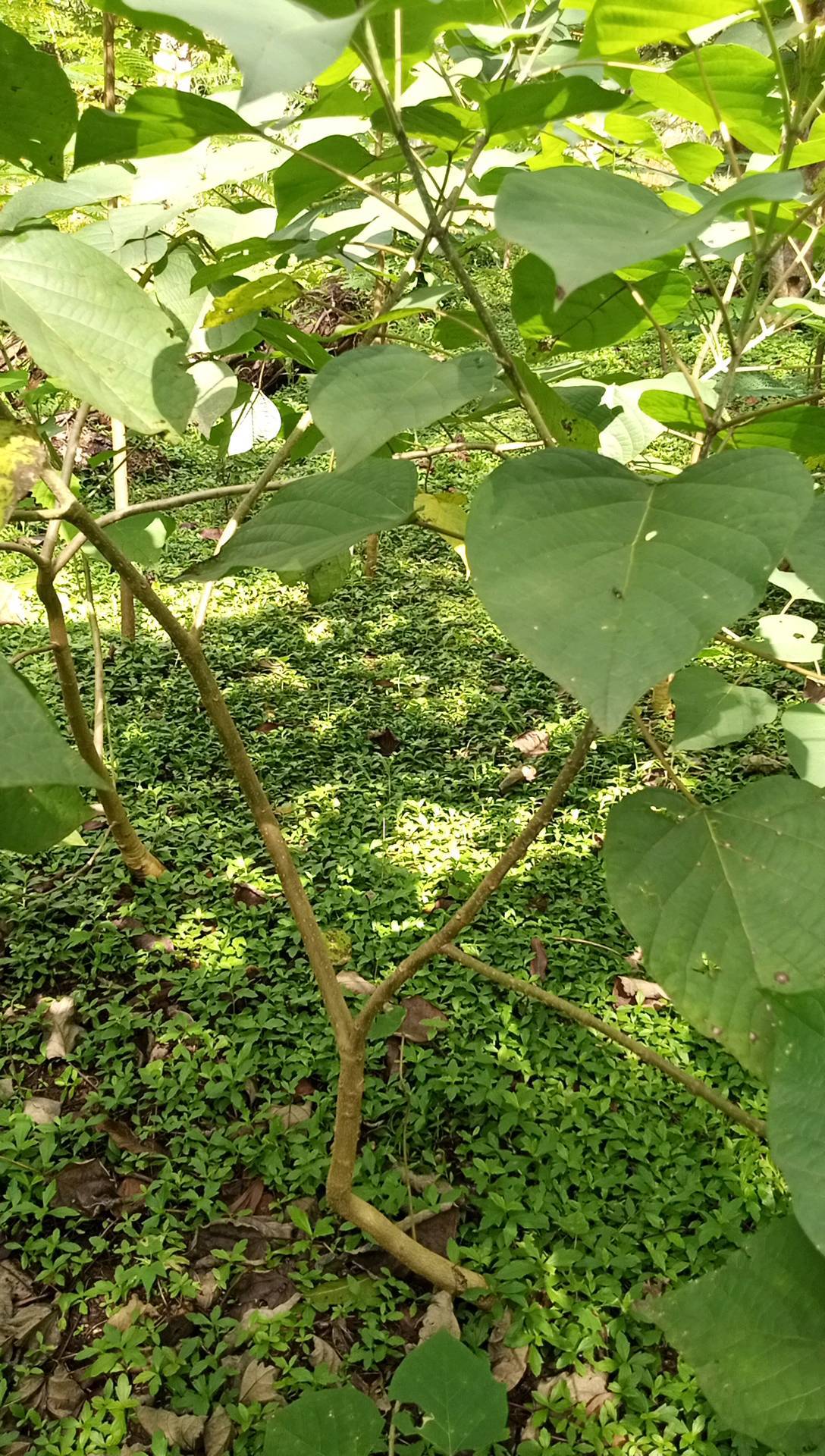 tree