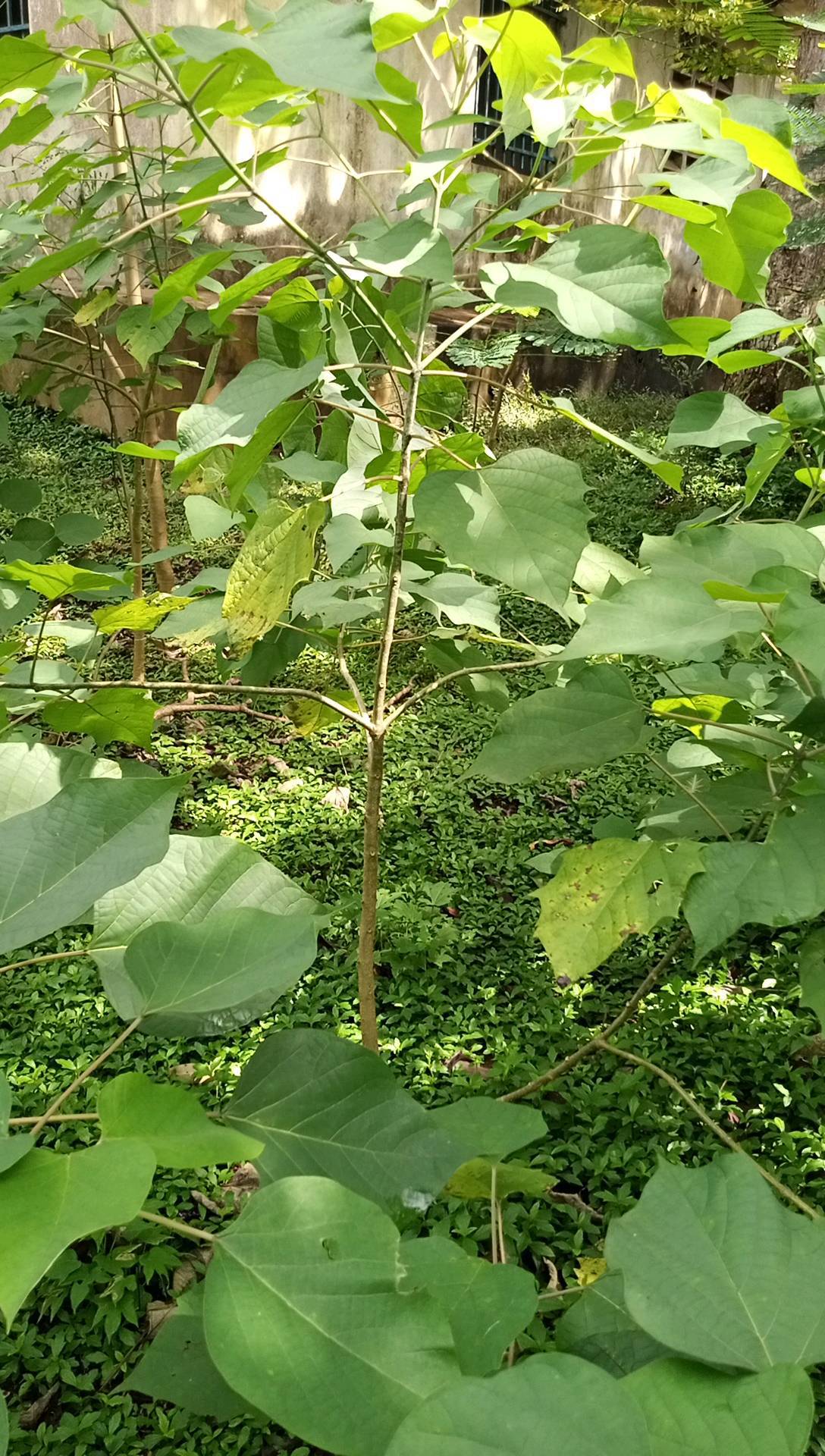 tree