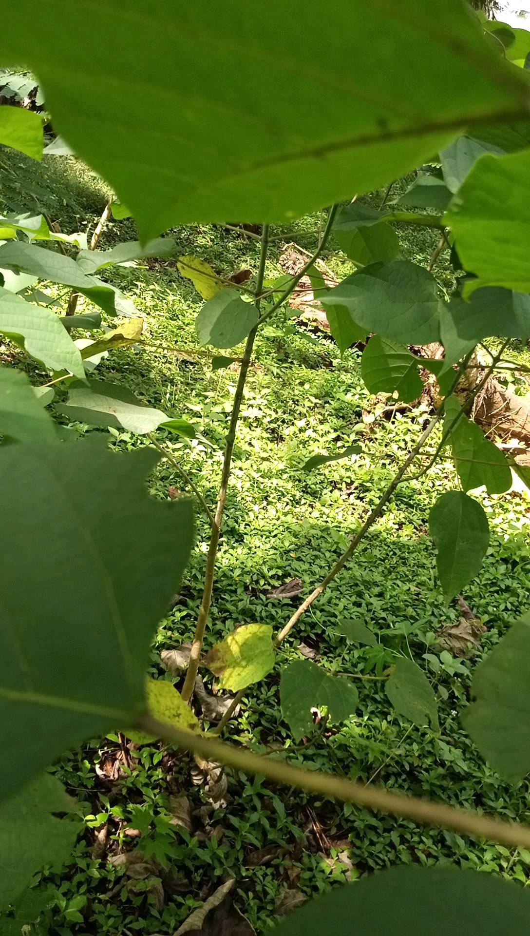 tree