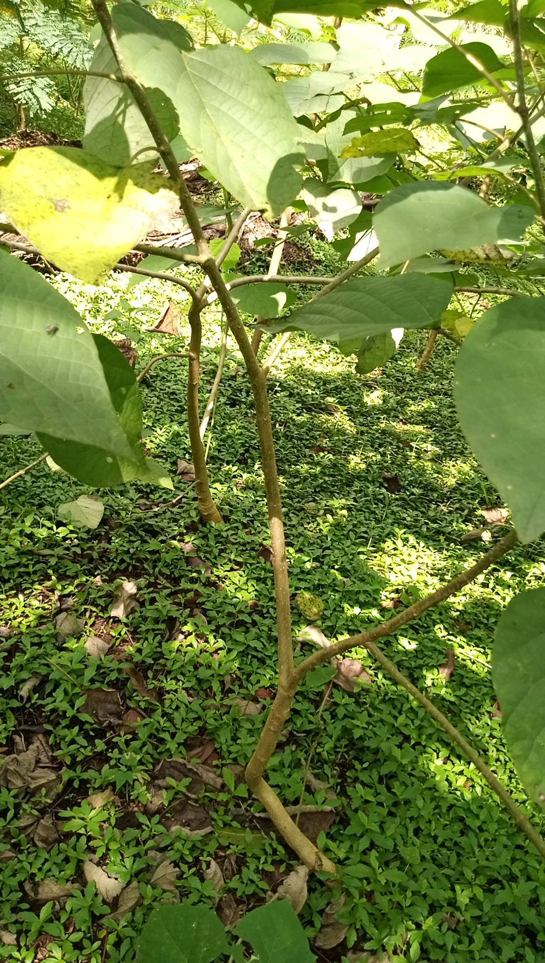 tree
