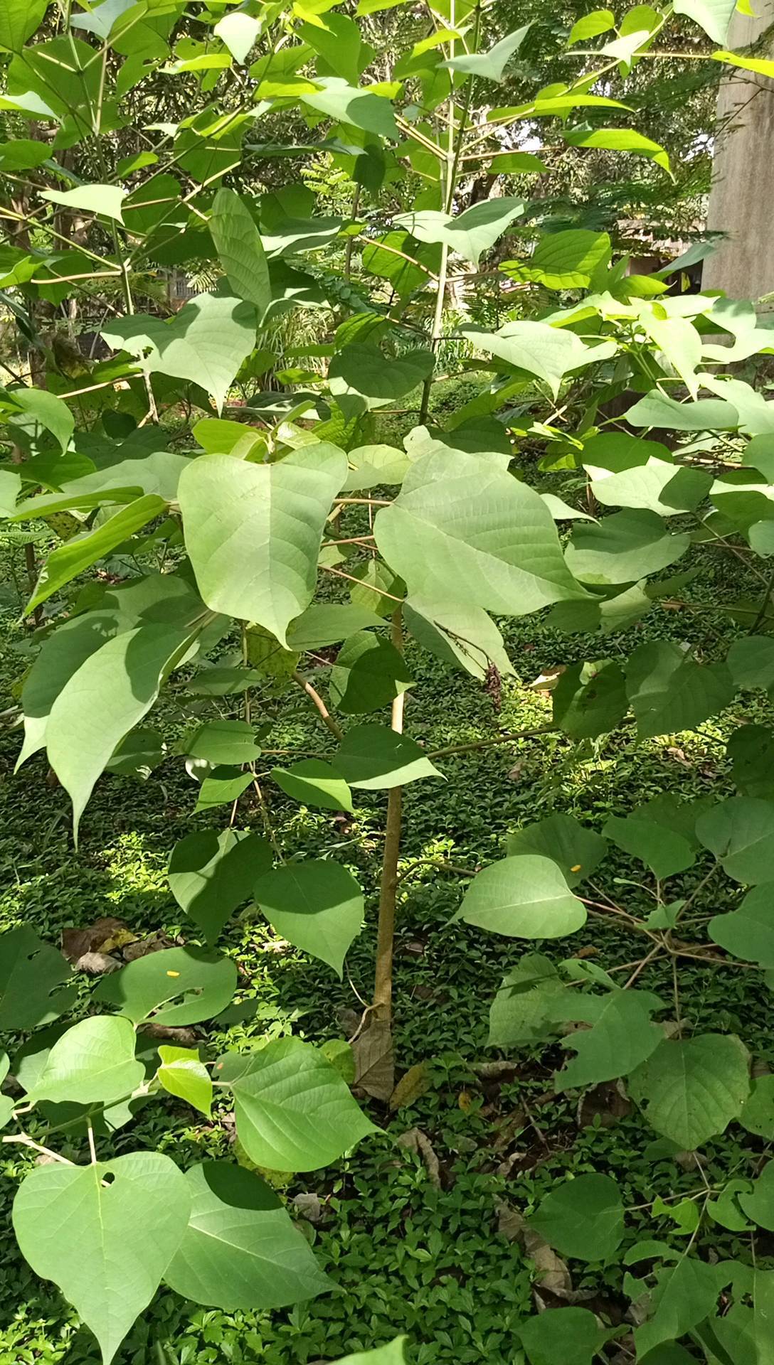 tree