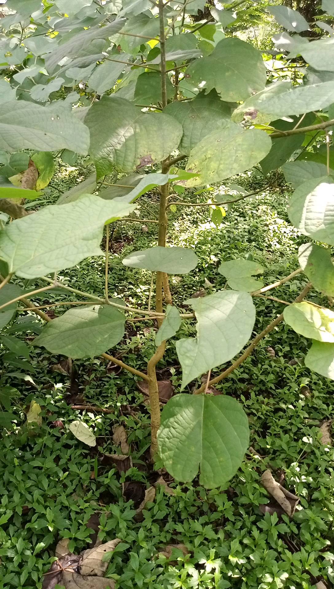 tree
