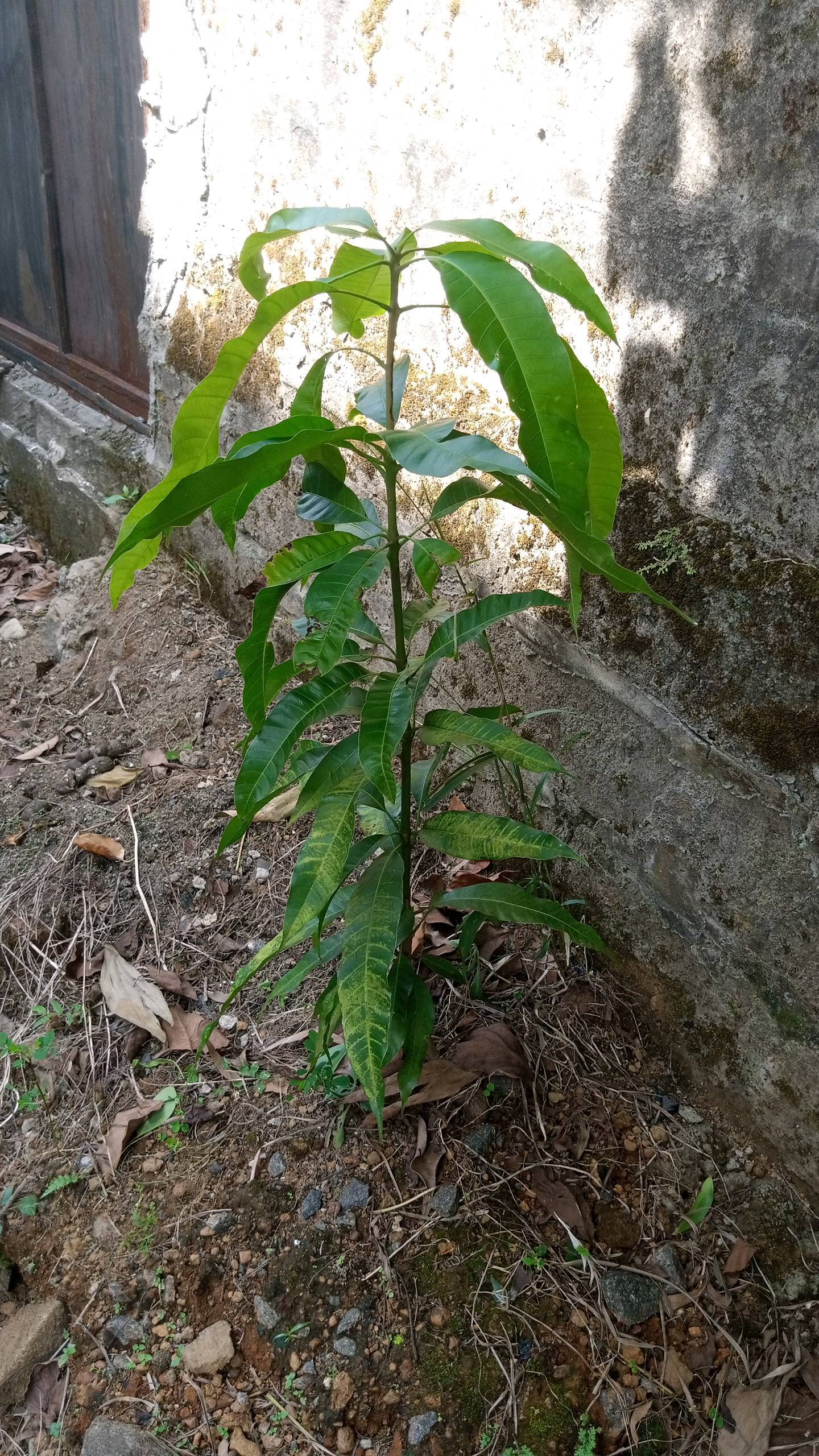 tree