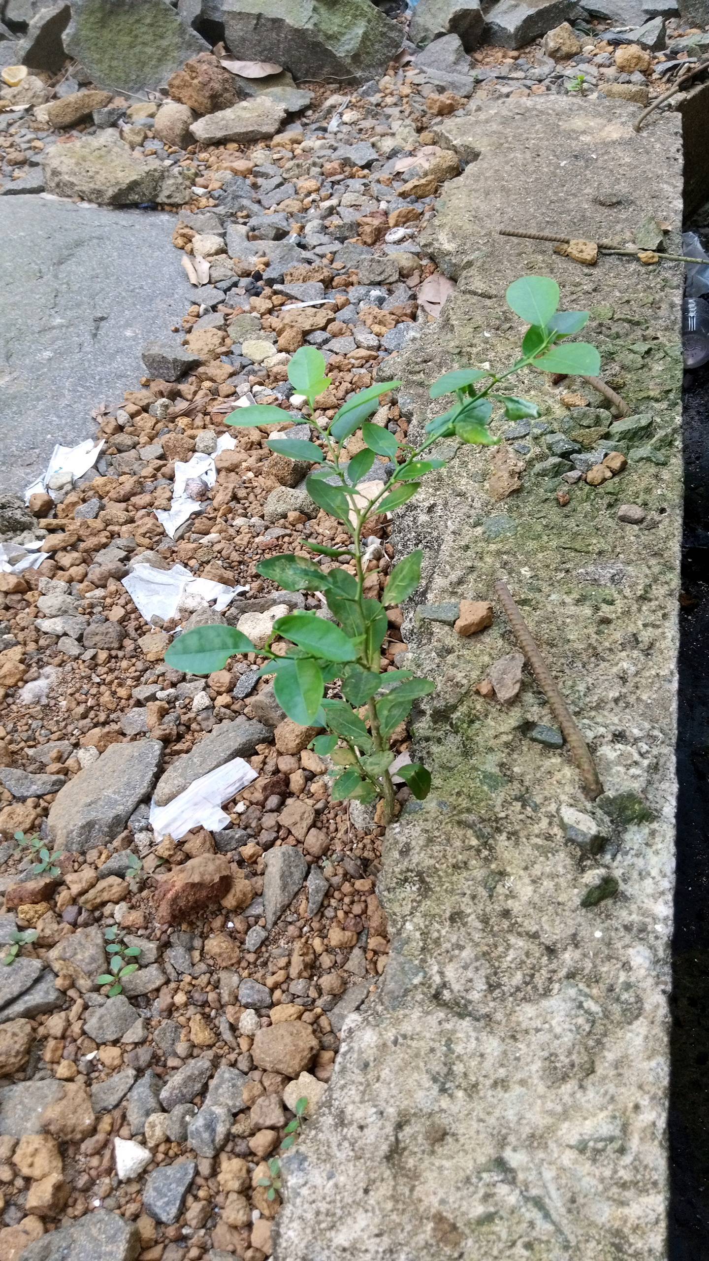 tree