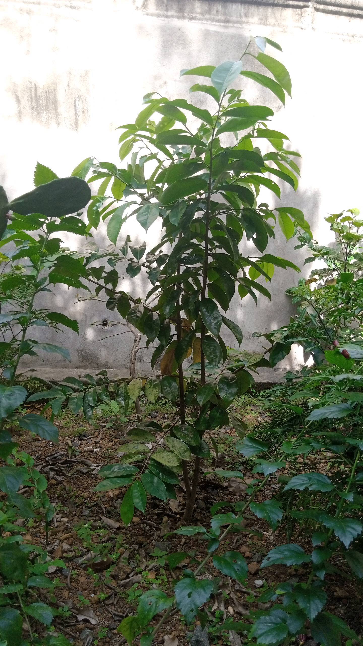 tree