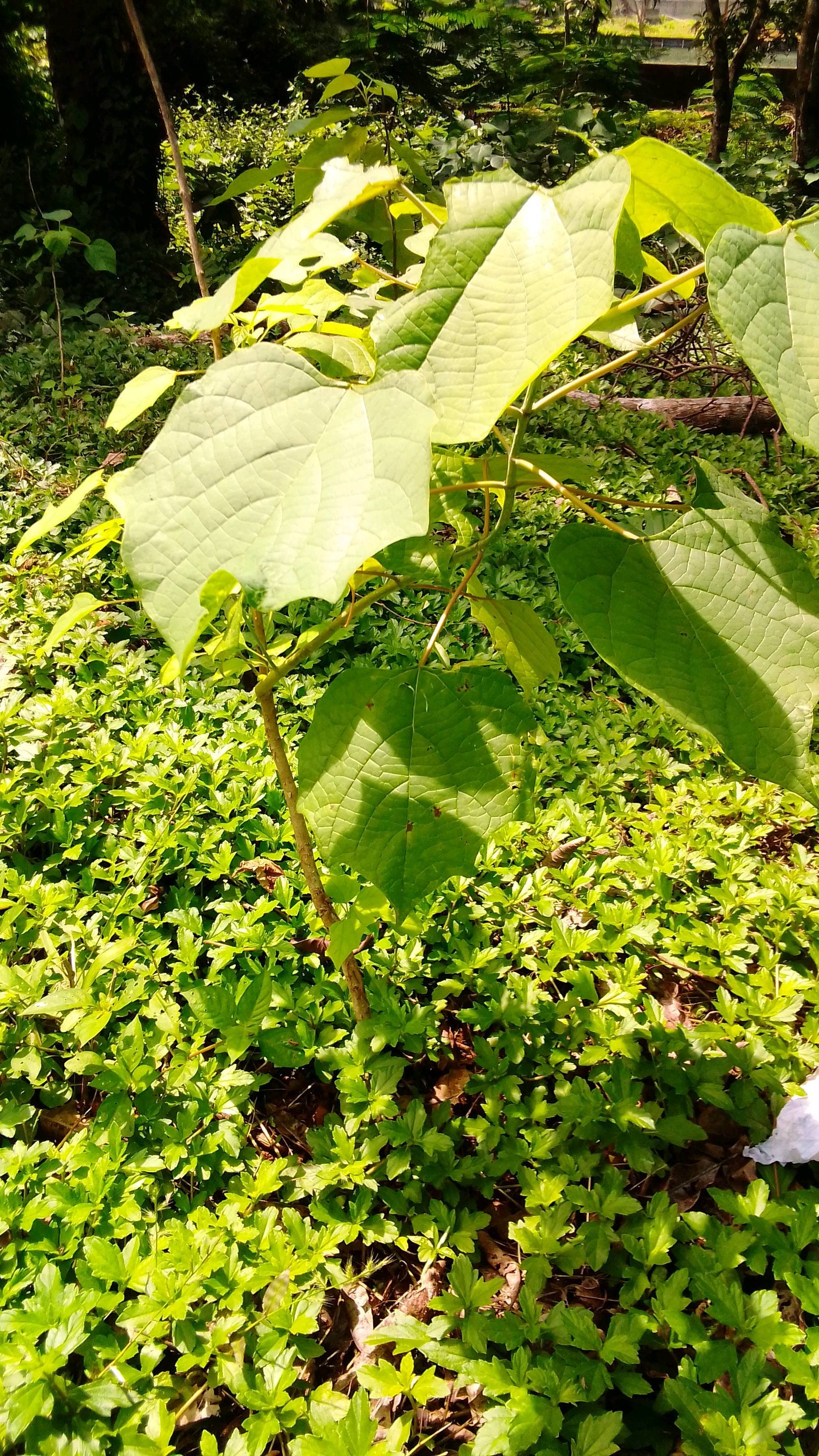 tree