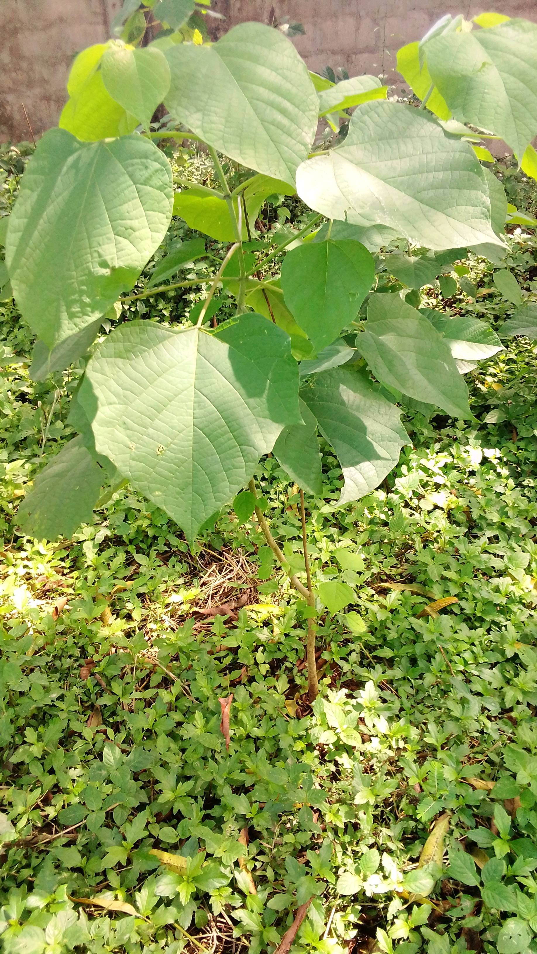 tree